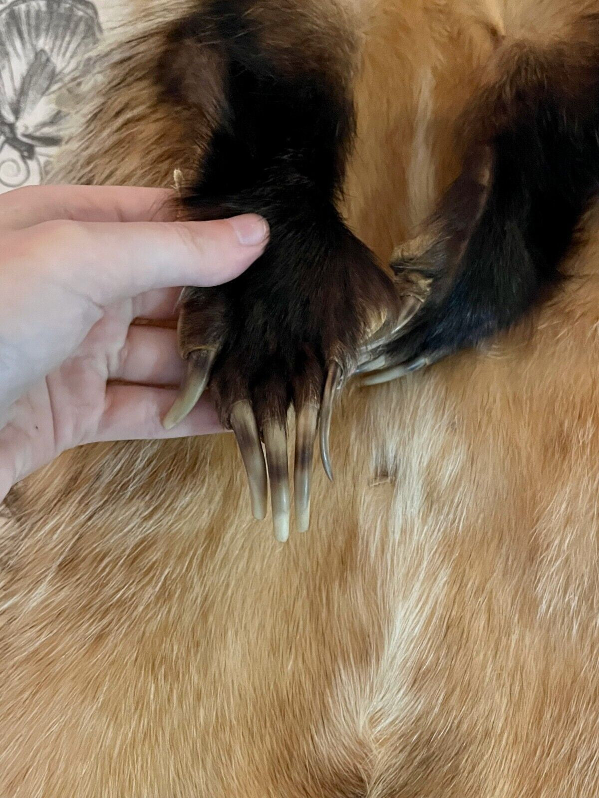 tanned fluffy badger pelt taxidermy vintage fur feet claws skin