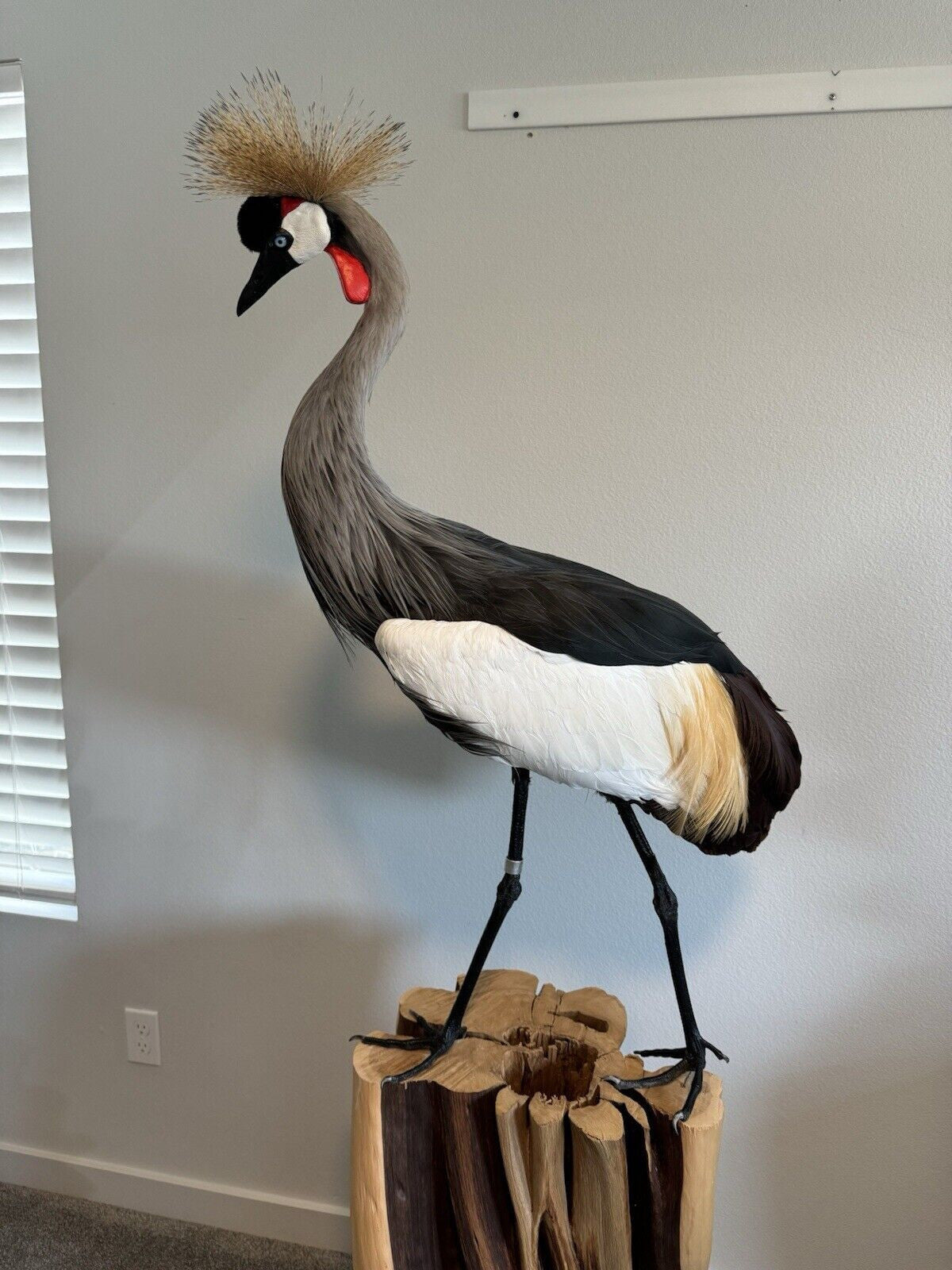 FH159-Museum Quality GREY-CROWNED CRANE TAXIDERMY BIRD MOUNT Beautiful Feathers