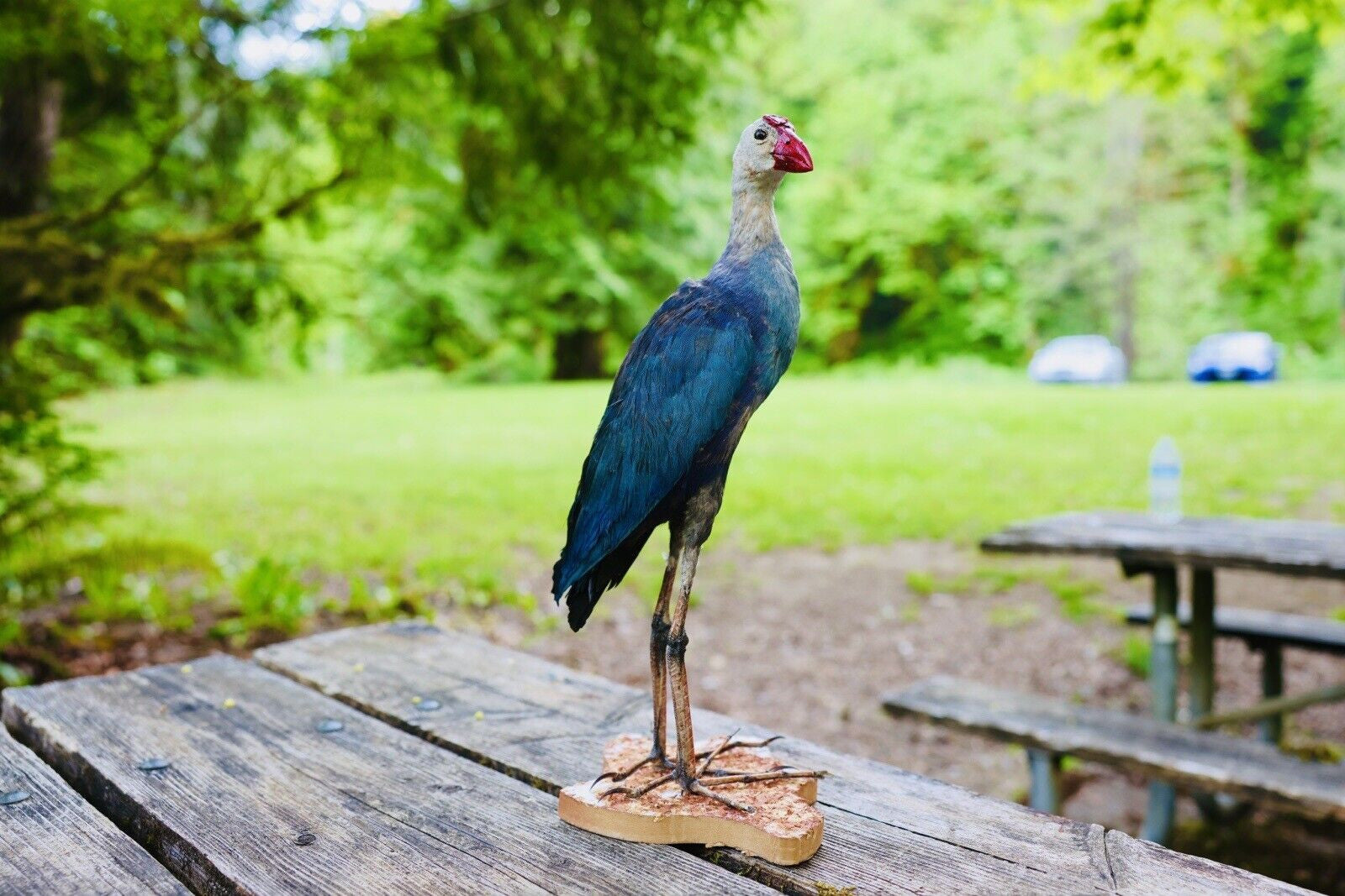 HA47 Grey Headed Swamphen (Porphyrio Poliocephalus) Bird Mount Taxidermy