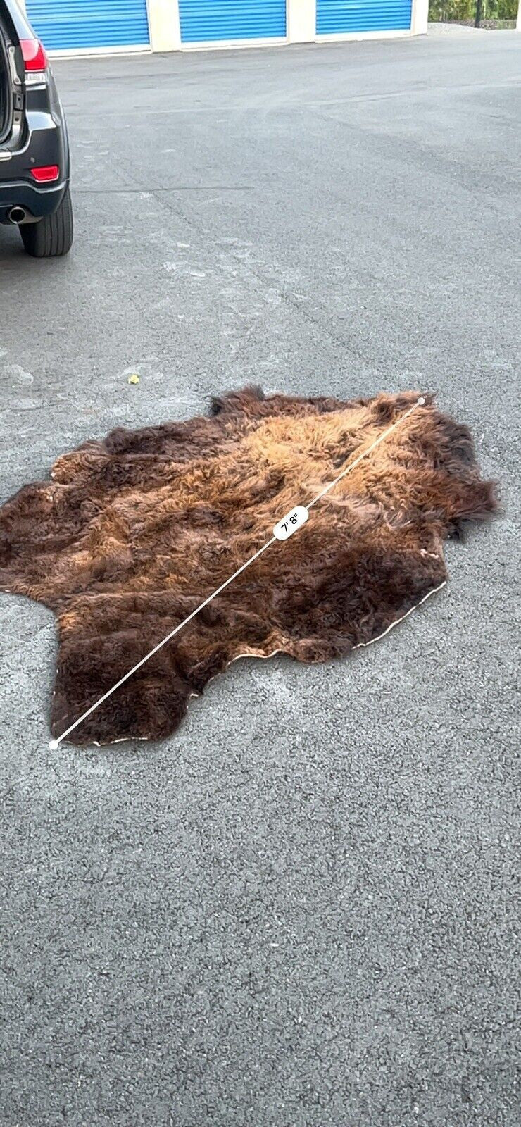 Real Buffalo / Bison Fresh Tanned Taxidermy Rug Hide