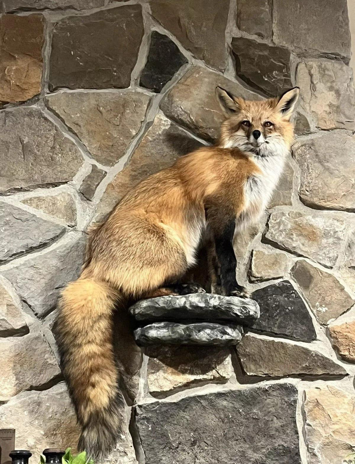 FHWASIM1 - Red Fox Taxidermy Full Body Mount Cabin Camp Man Cave Home Decor NEW!