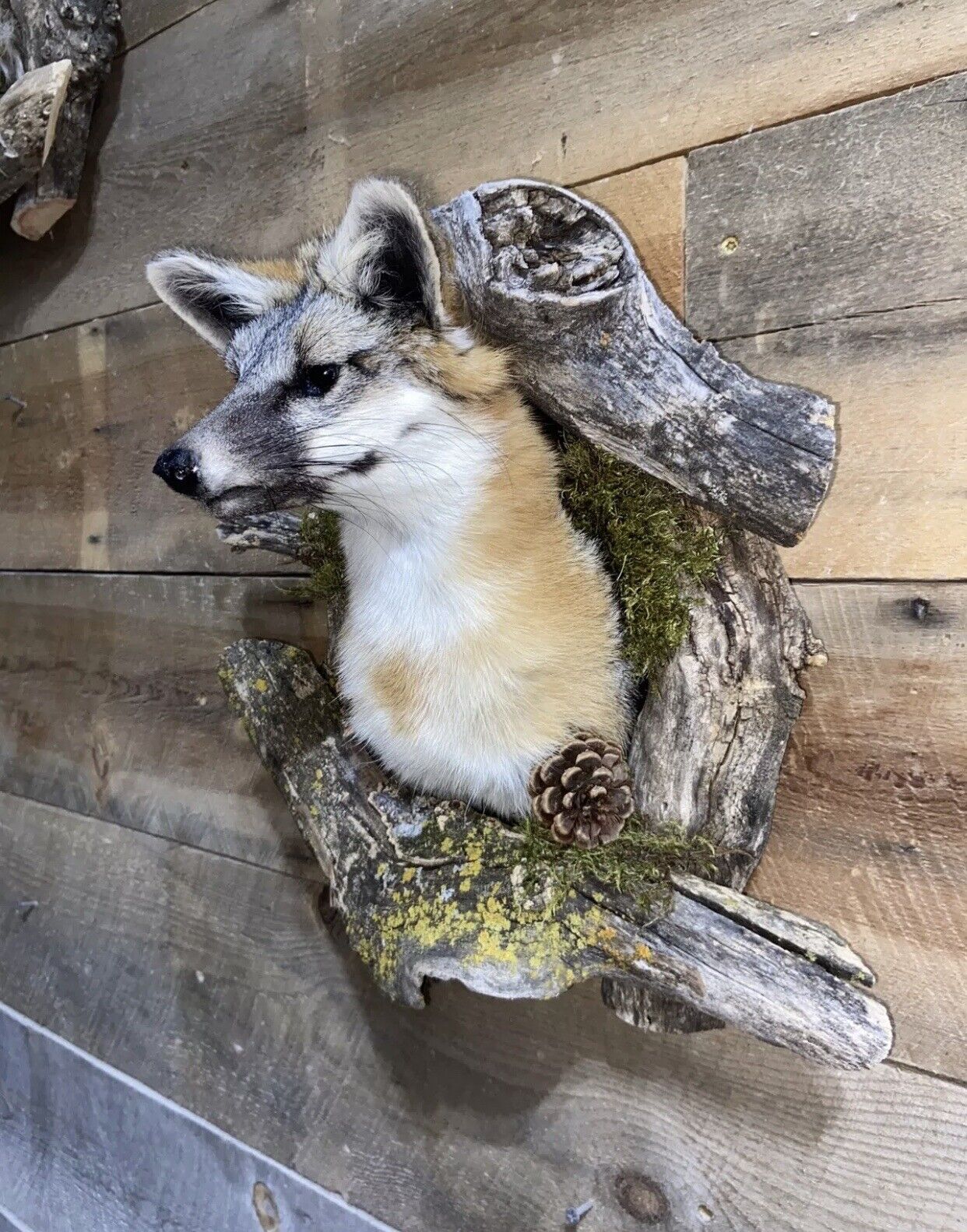 Beautiful Grey Fox Taxidermy Wall Mount In Den