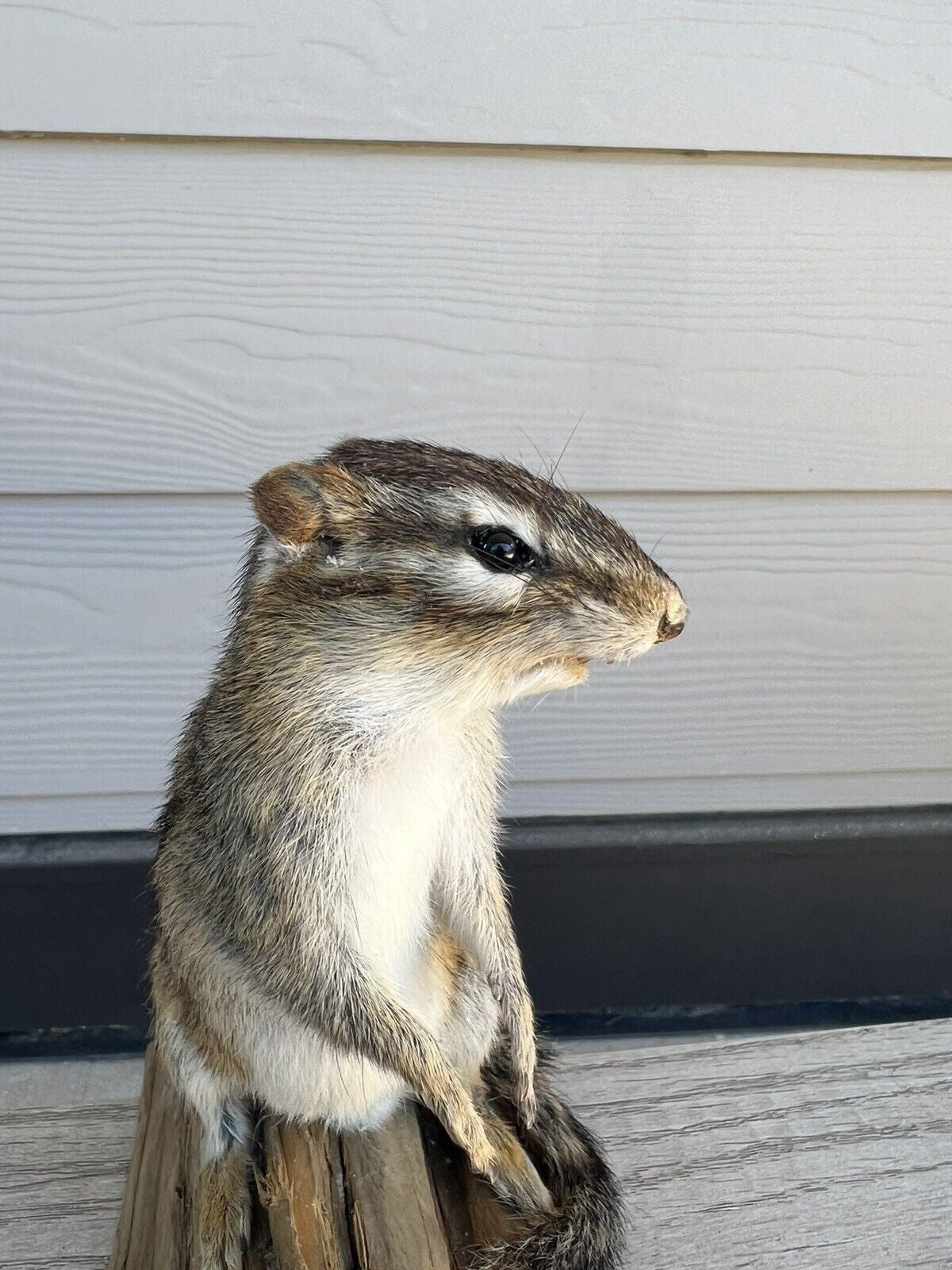 New Taxidermy Beautiful CHIPMUNK Mount On Real Wood-