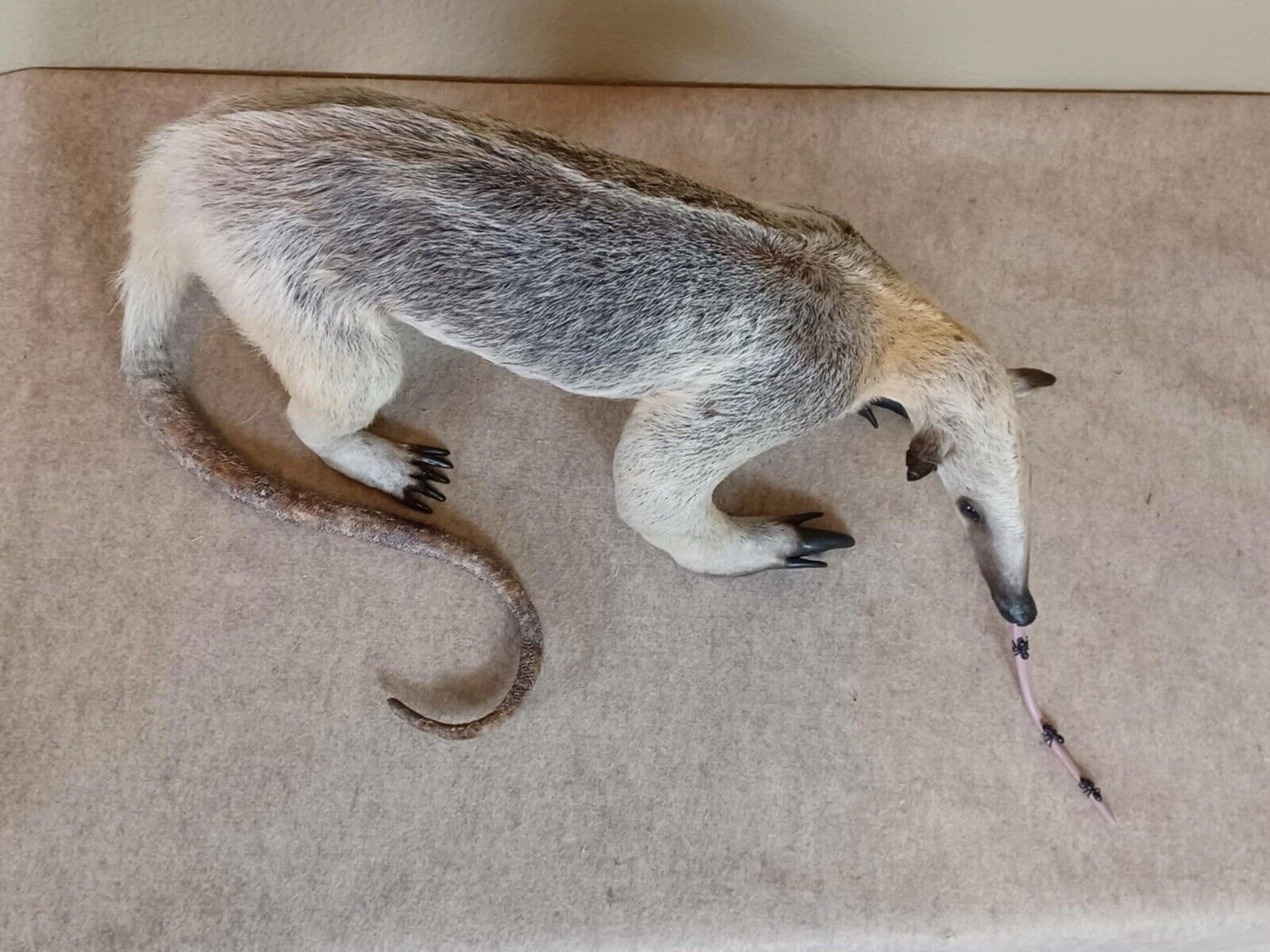 Tamandua / Ant Eater Full Body Mount Taxidermy - TAN1