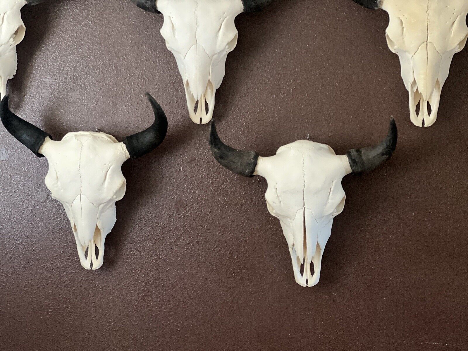TAXIDERMY Large Bison Buffalo Skulls Real Horns Taxidermy Mount