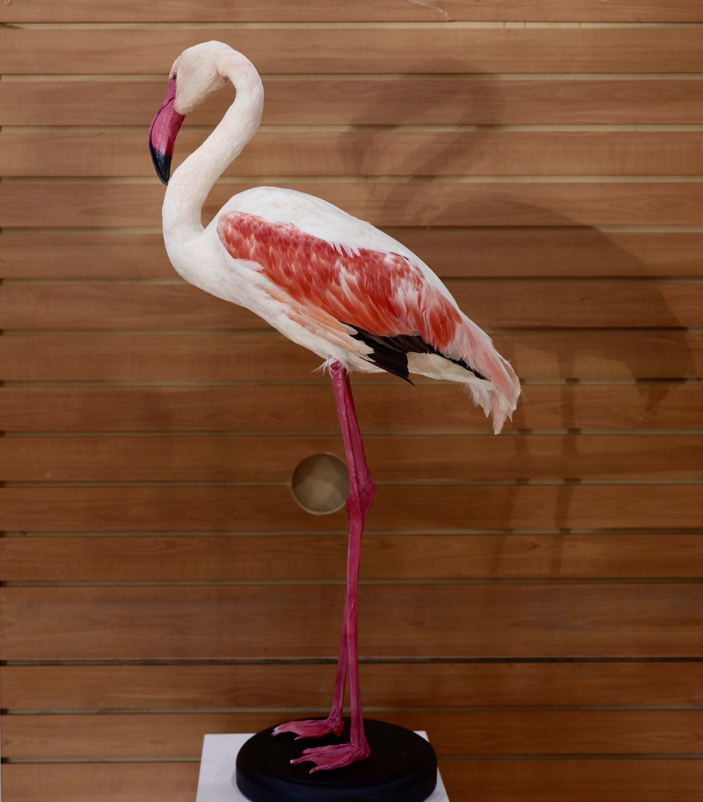 Flamingo-2 Museum quality Chilean flamingo Taxidermy mount