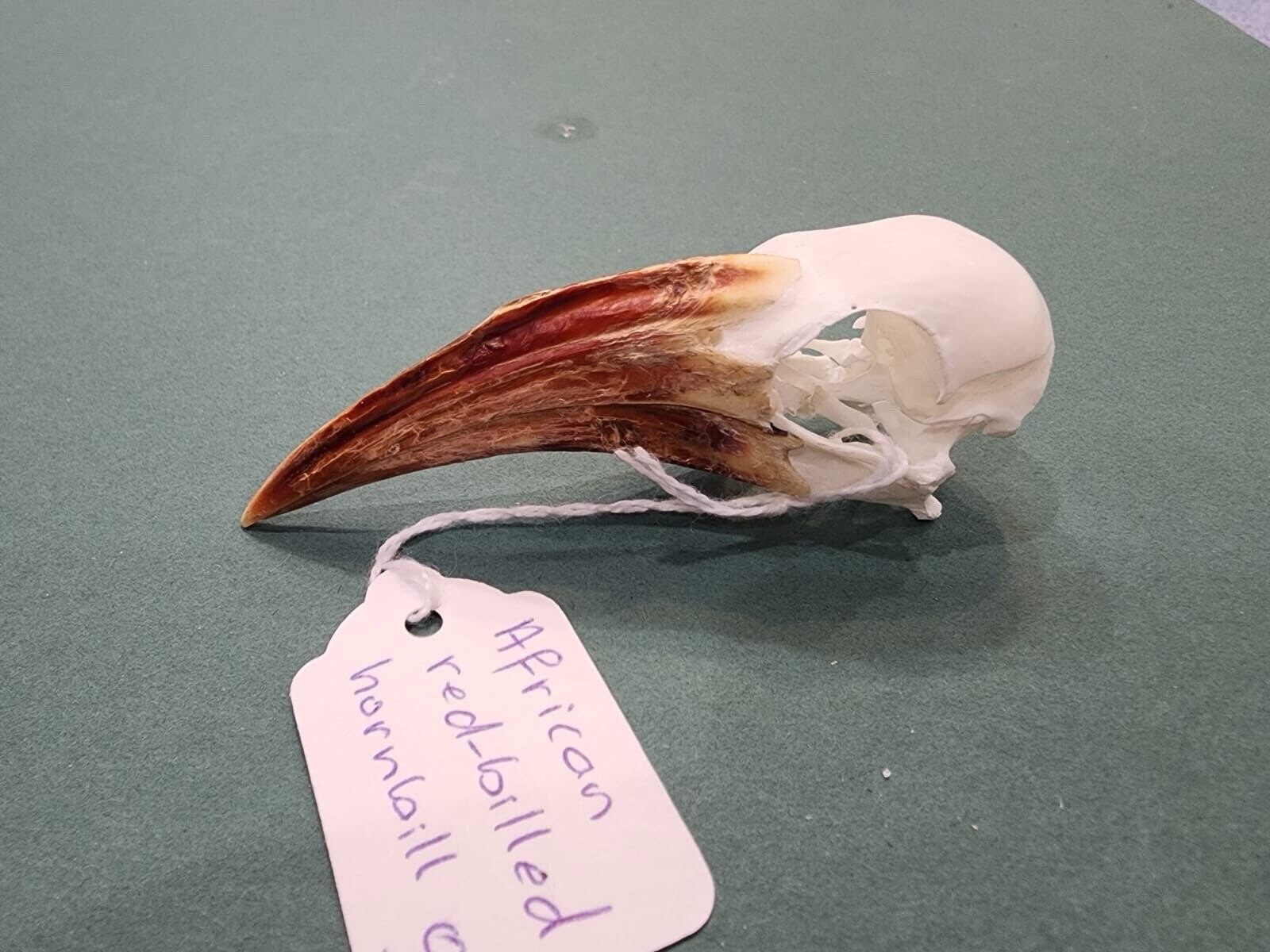 Real African Red-billed Hornbill Bird Skull Taxidermy Sk22