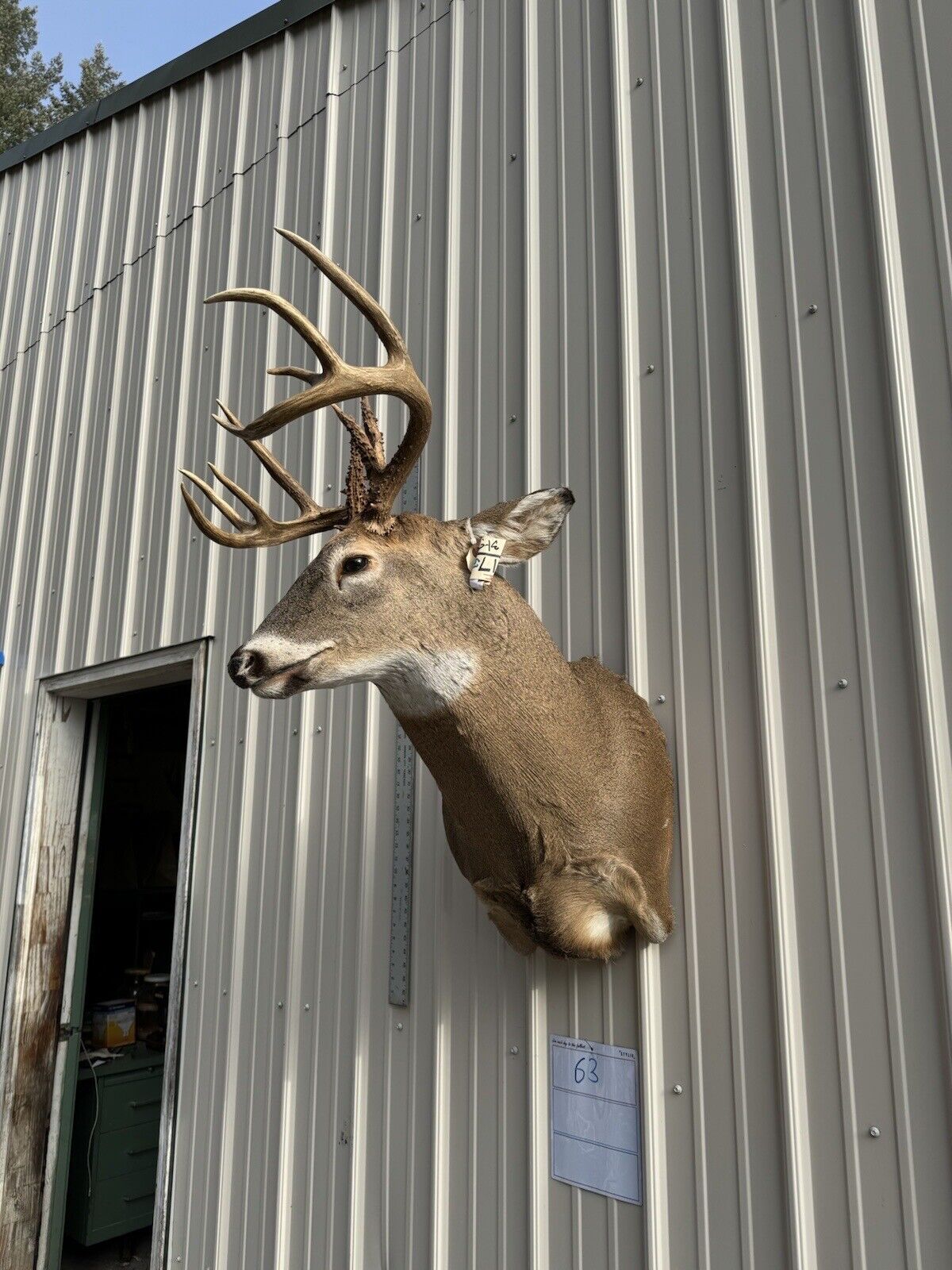 Whitetail Deer Real Antler Deer Taxidermy Mount