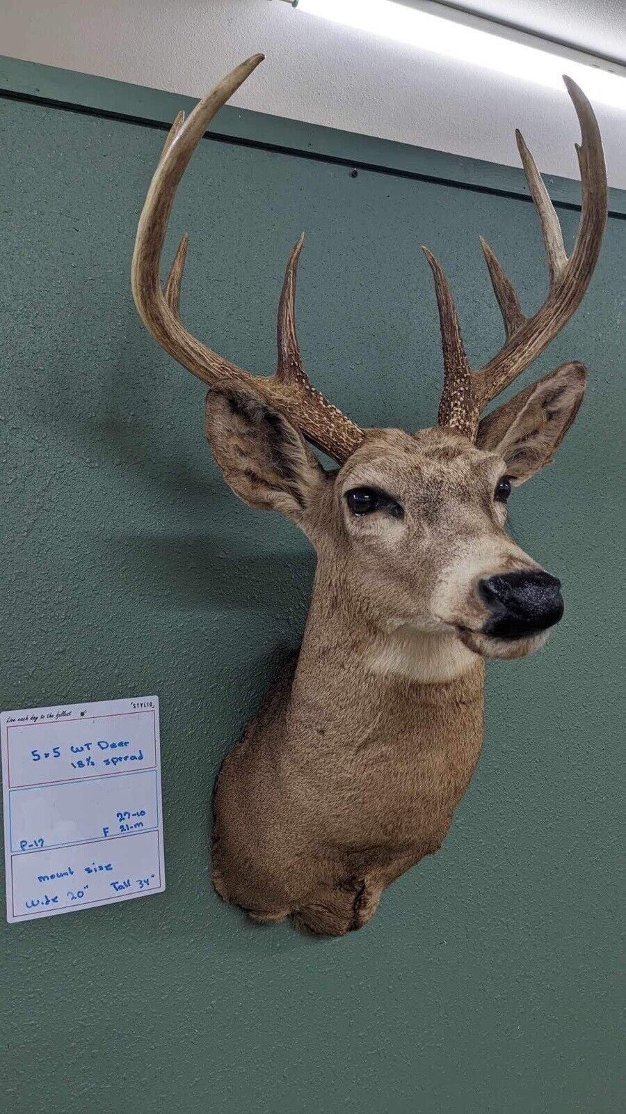 Whitetail Deer Real Antler Deer Taxidermy Mount