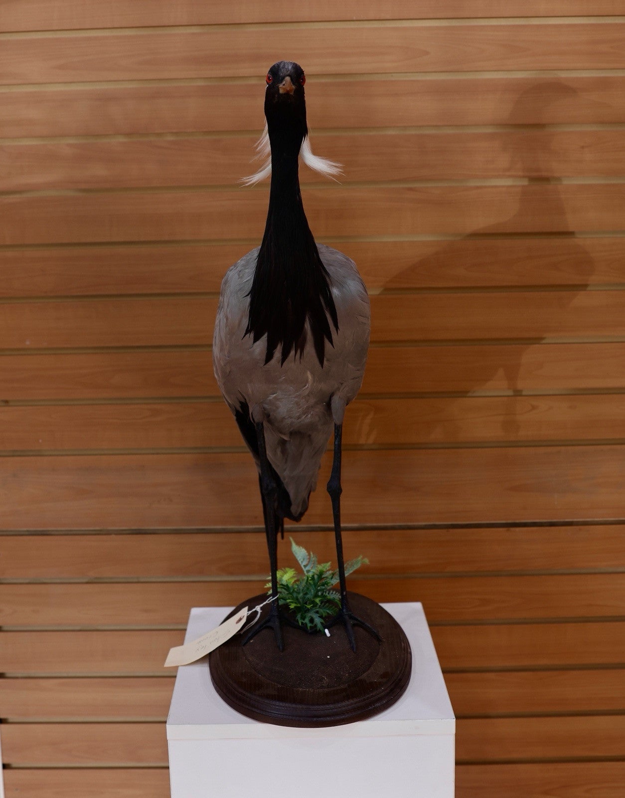 FH118-Museum Quality Demoiselle crane (Grus virgo) TAXIDERMY BIRD MOUNT
