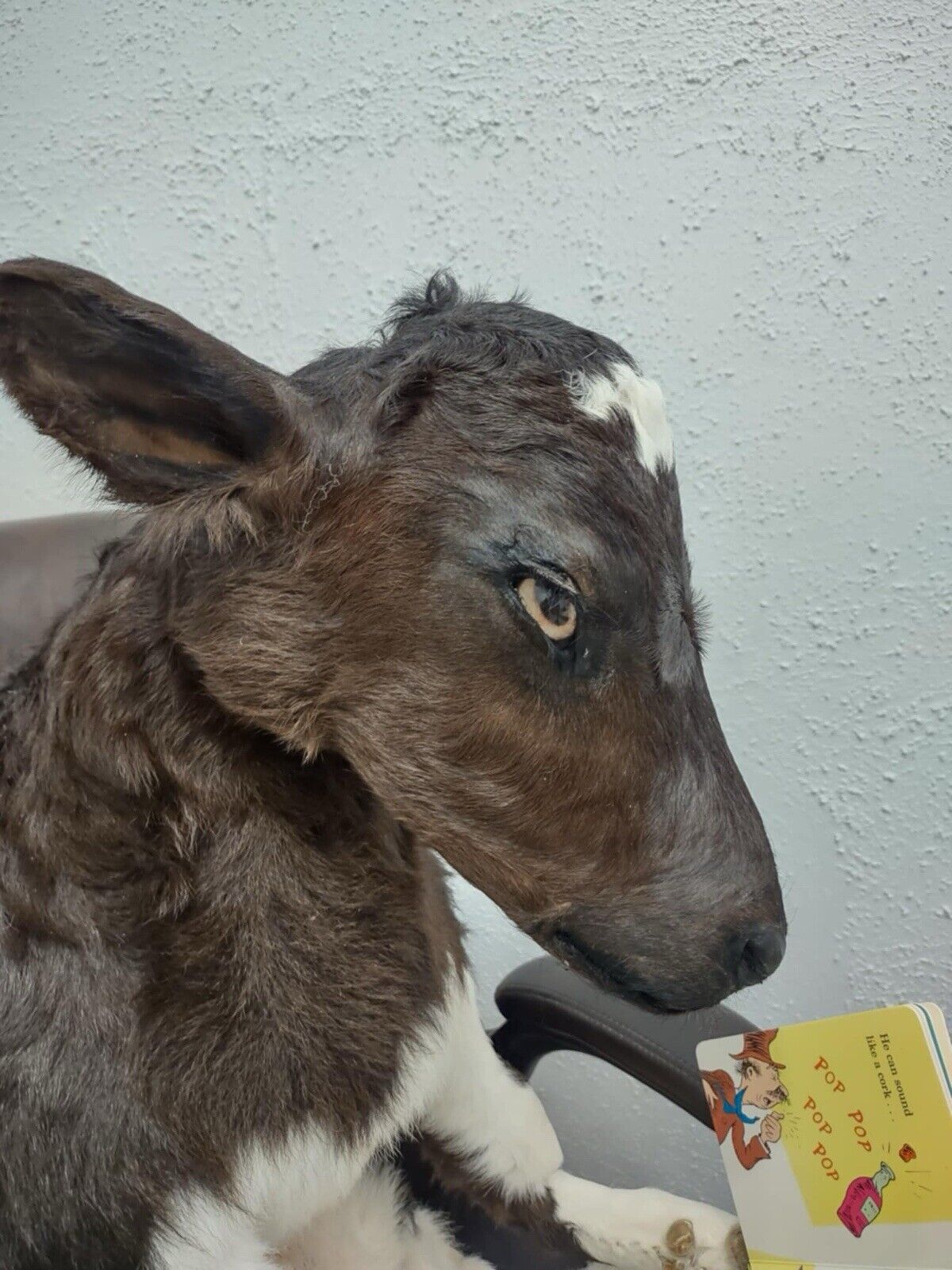 FH142-Baby Calf Taxidermy Mount