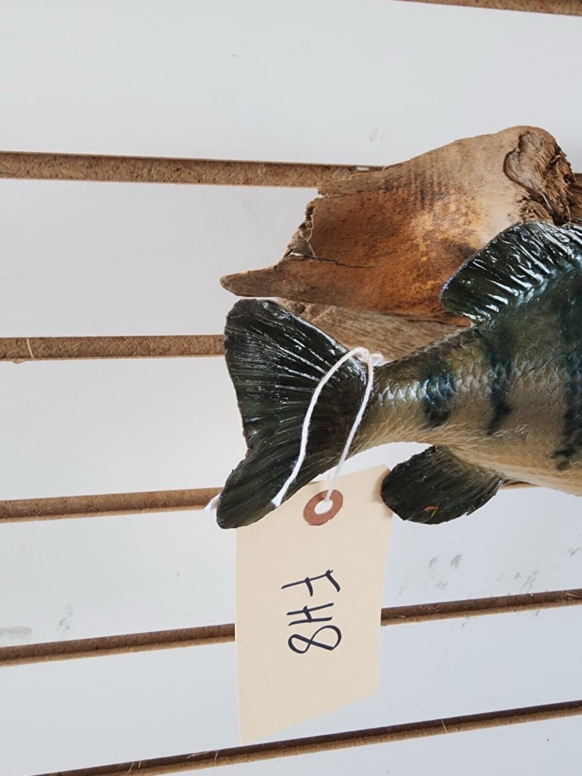 3 bass. 2 bluegill Fish Taxidermy Mount