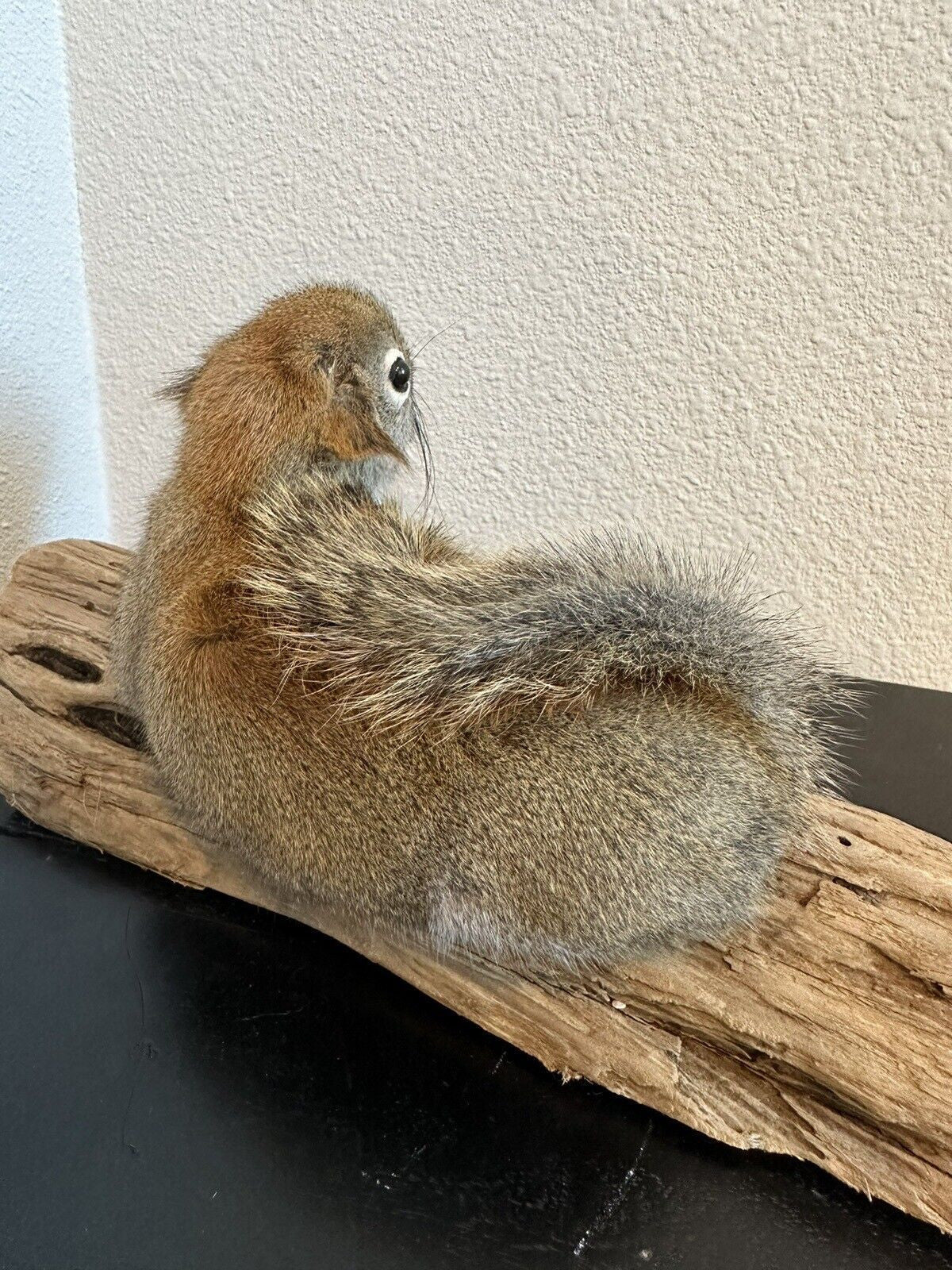 Beautiful Adorable Red Squirrel Small Animal Taxidermy Mount Art Wildlife