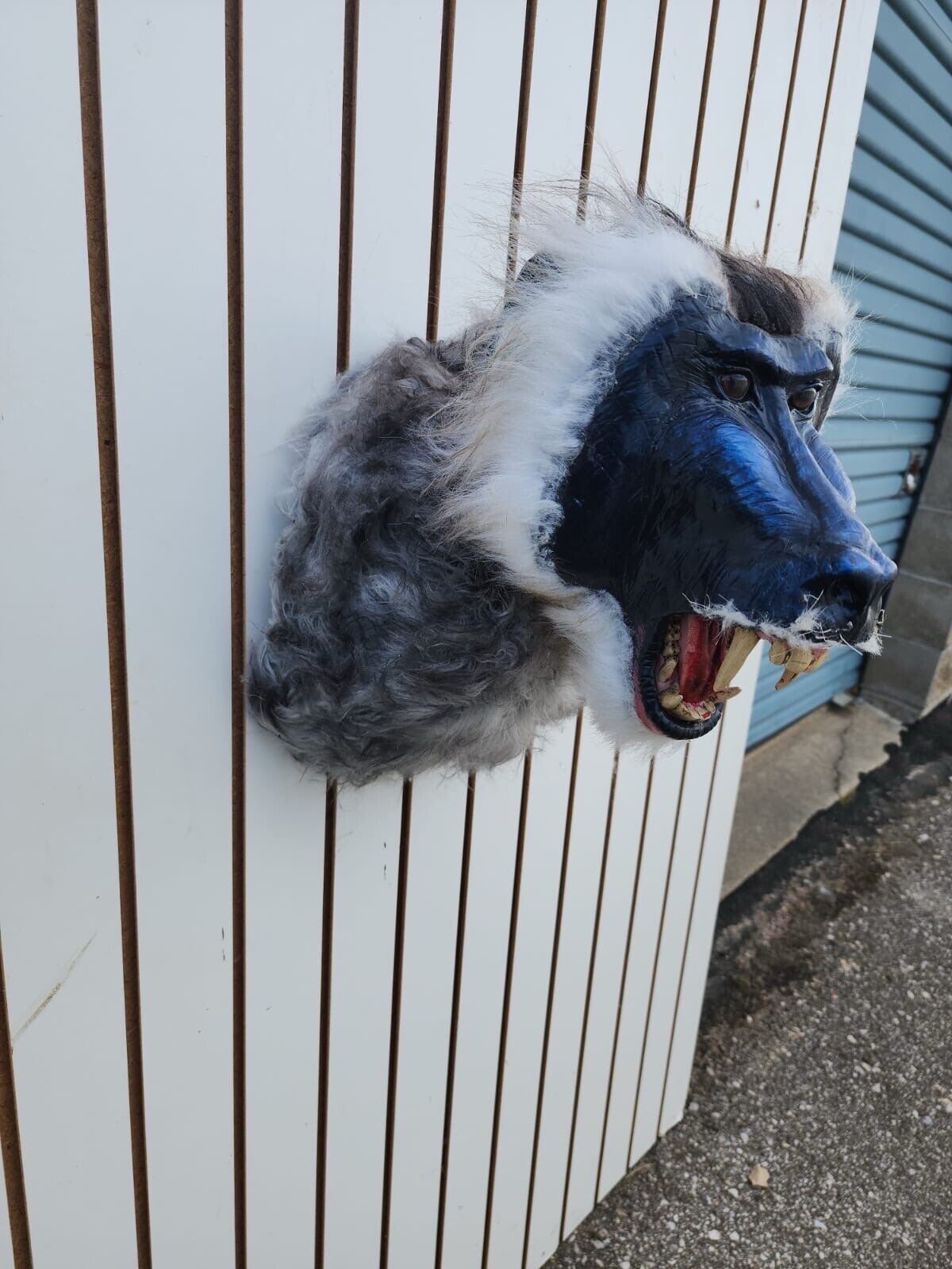 FH149-Reproduction Drill Baboon Shoulder Mount Taxidermy- FH38