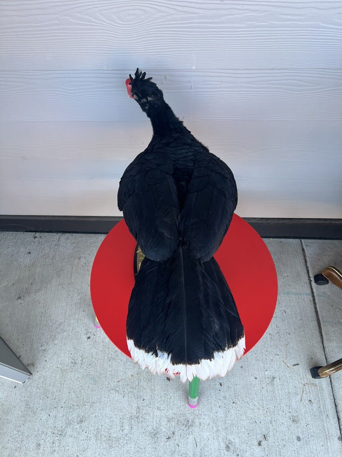 FH130-Rare razorbill curassow Taxidermy Bird Mount