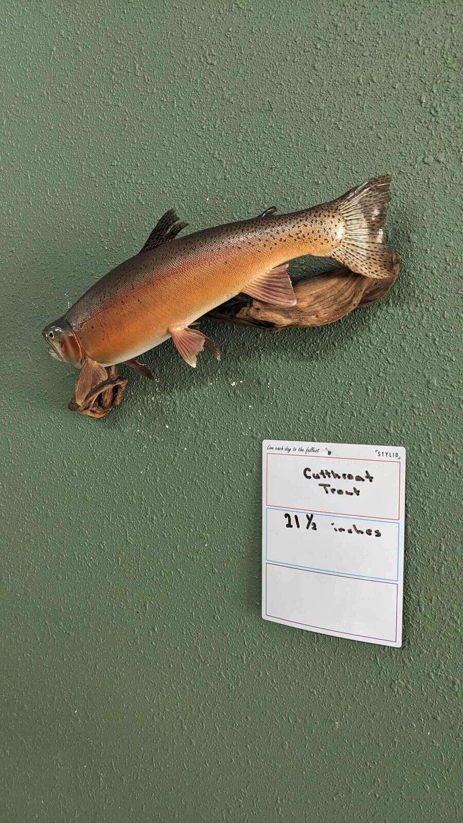 Beautiful Real Skin 21.5” Cutthroat Trout Taxidermy Mount