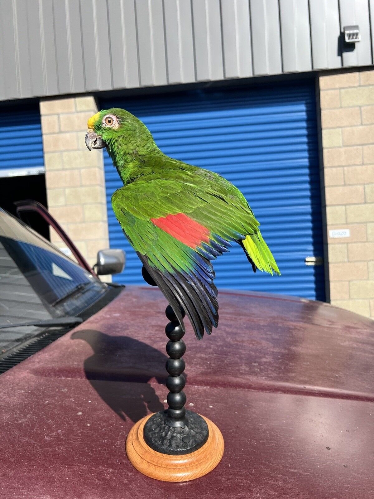 yellow crowned amazon Parrot Taxidermy Mount