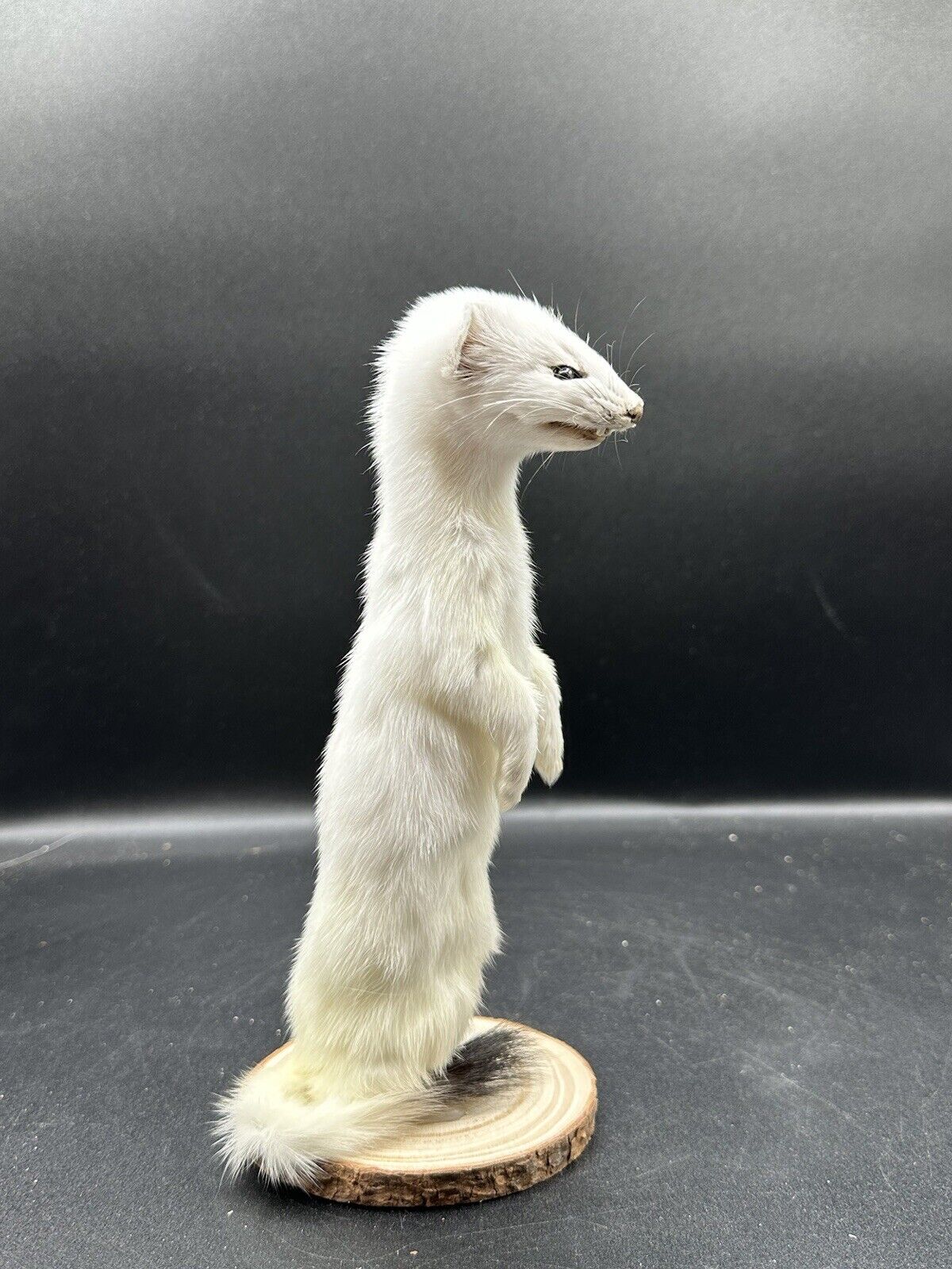 Beautiful Adorable Weasel Ermine Small Animal Taxidermy Mount Art Wildlife 23W