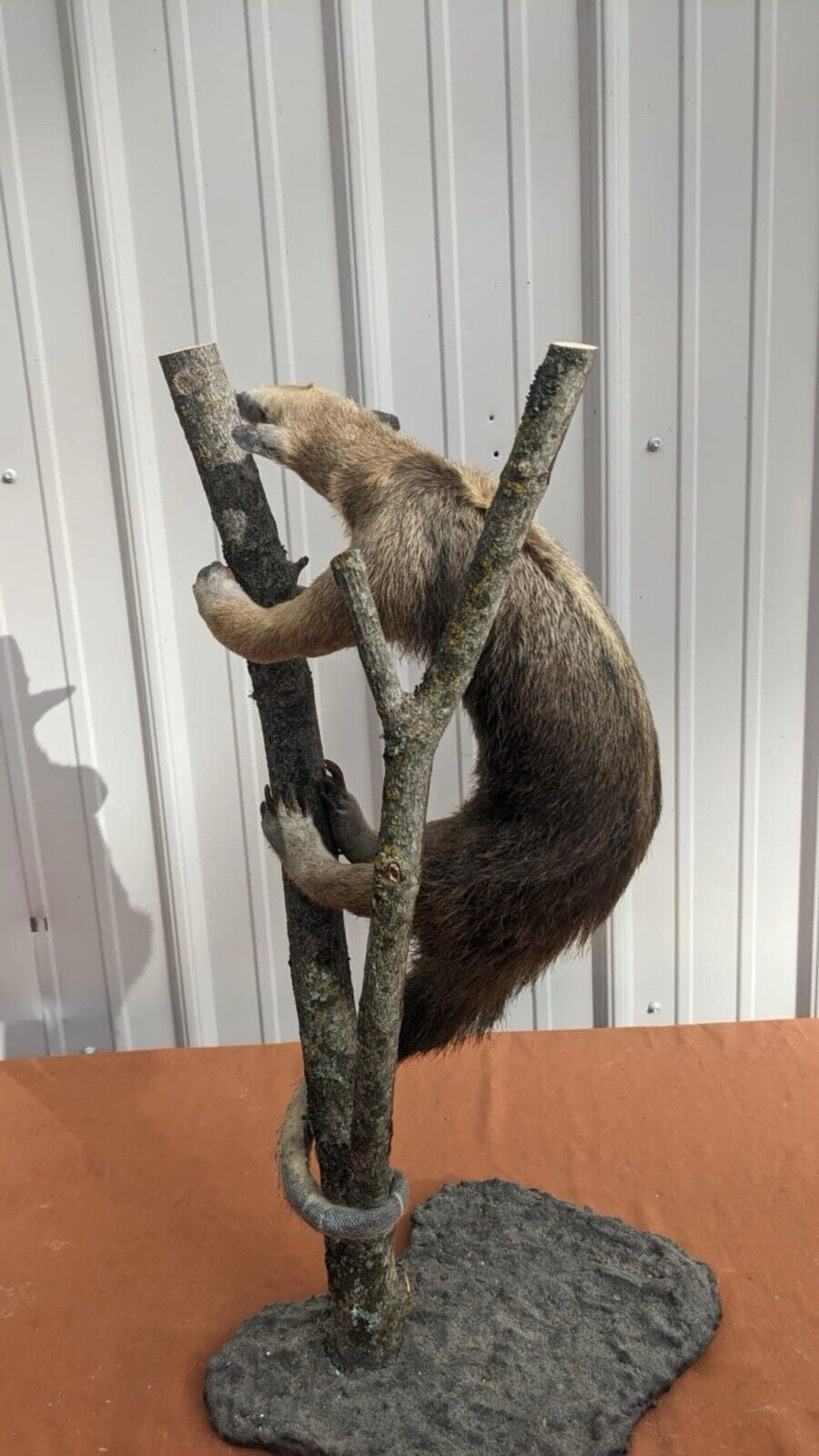 Tamandua / Ant Eater Full Body Mount Taxidermy