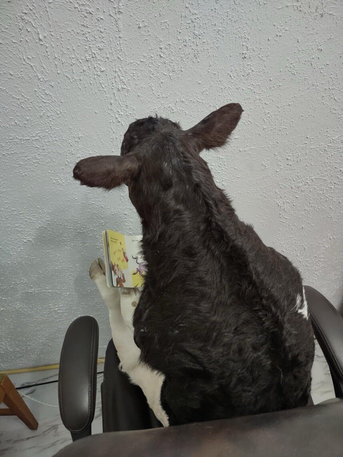 FH142-Baby Calf Taxidermy Mount