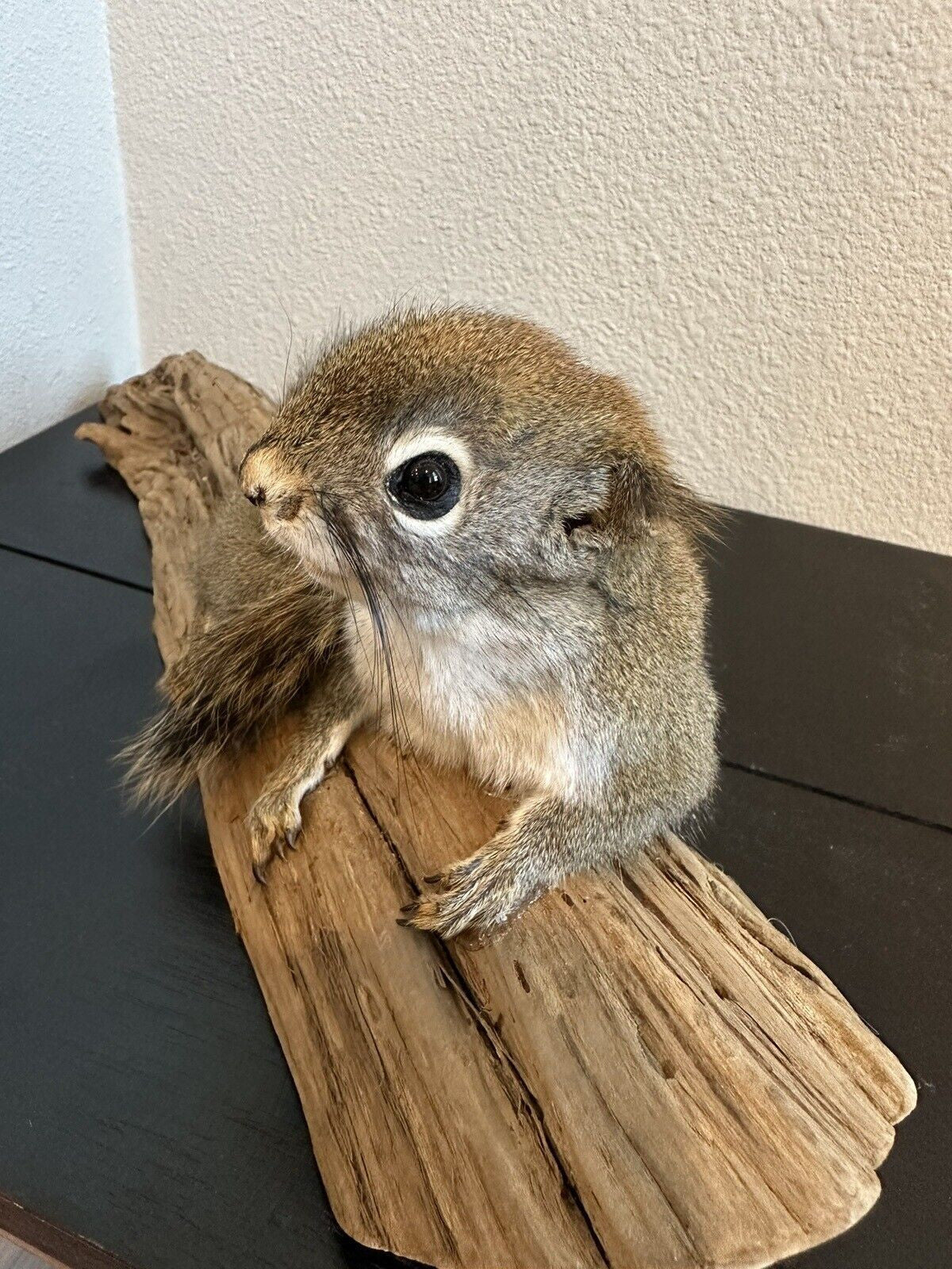 Beautiful Adorable Red Squirrel Small Animal Taxidermy Mount Art Wildlife