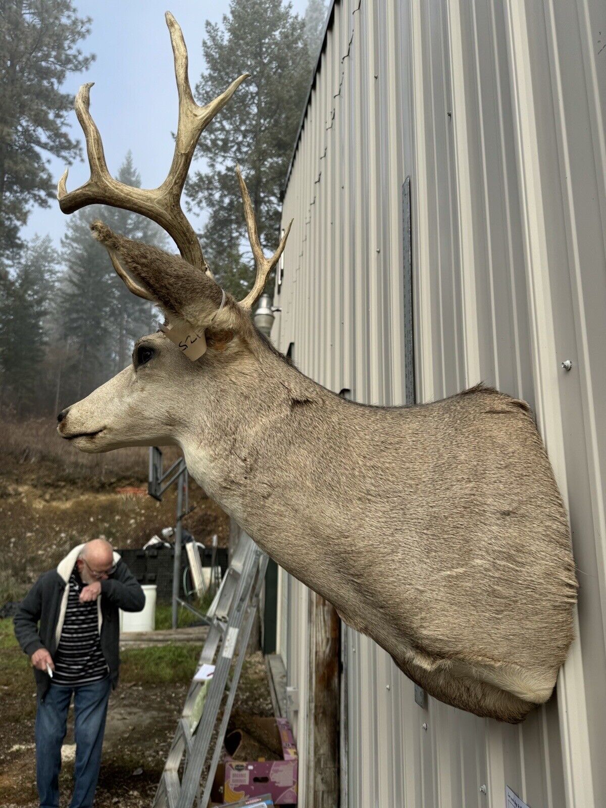 Whitetail Deer Real Antler Deer Taxidermy Mount
