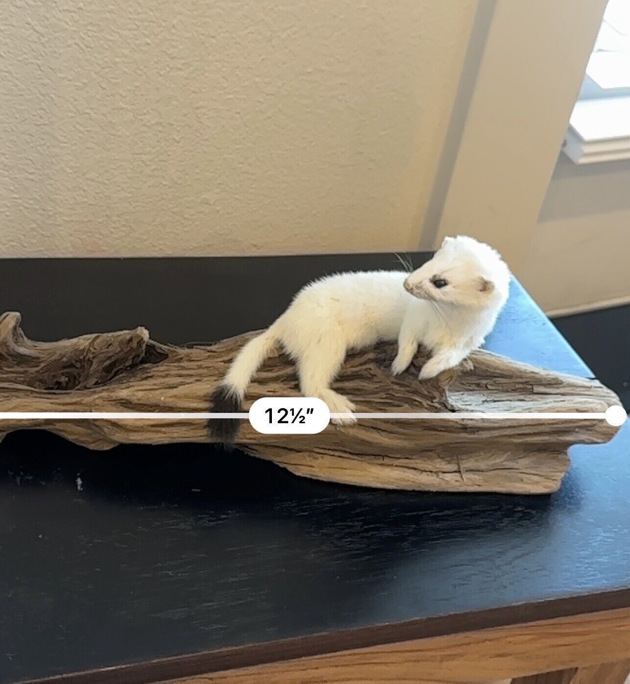 Beautiful Adorable Weasel Ermine Small Animal Taxidermy Mount Art Wildlife