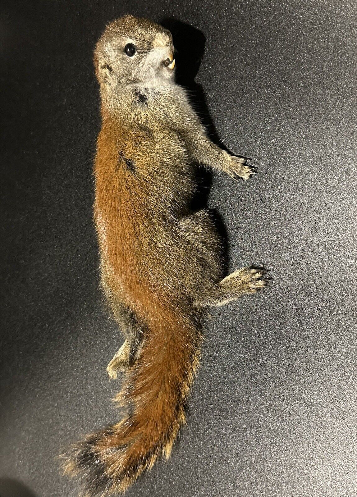 Beautiful Adorable Red Squirrel Small Animal Taxidermy Mount Art Wildlife 29S