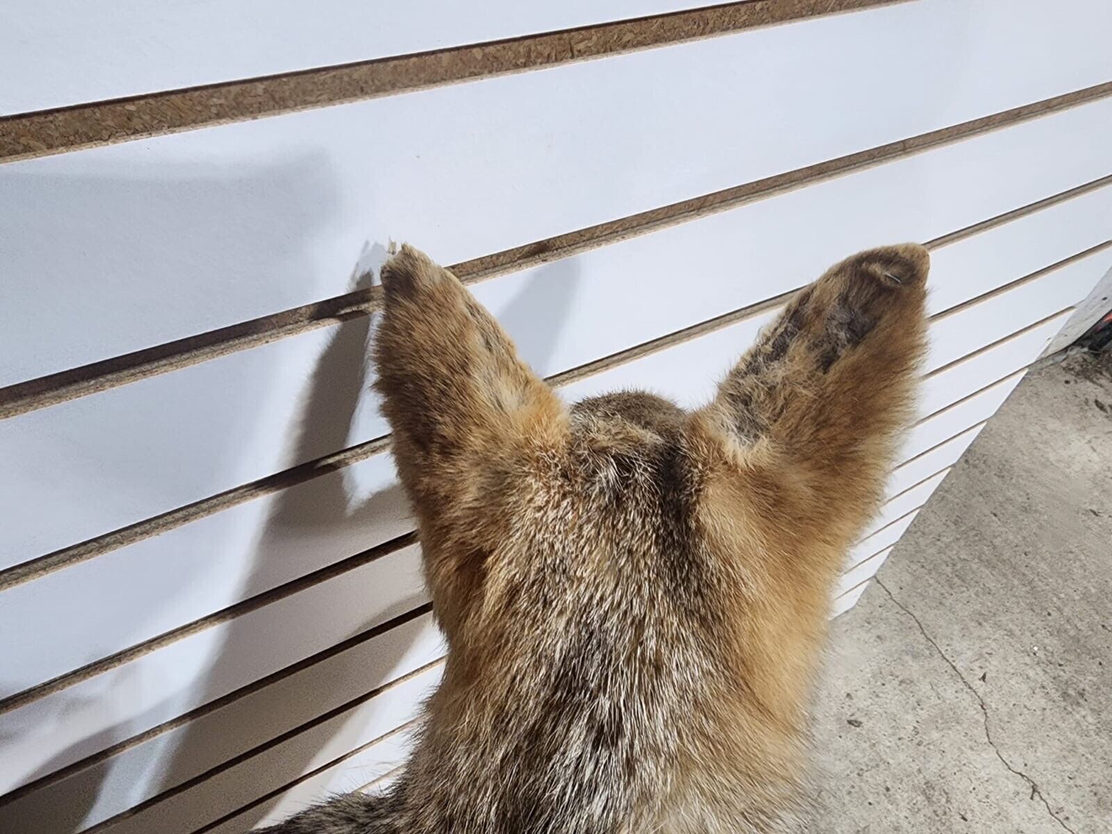 FHJT126-Black jackal African Taxidermy Mount