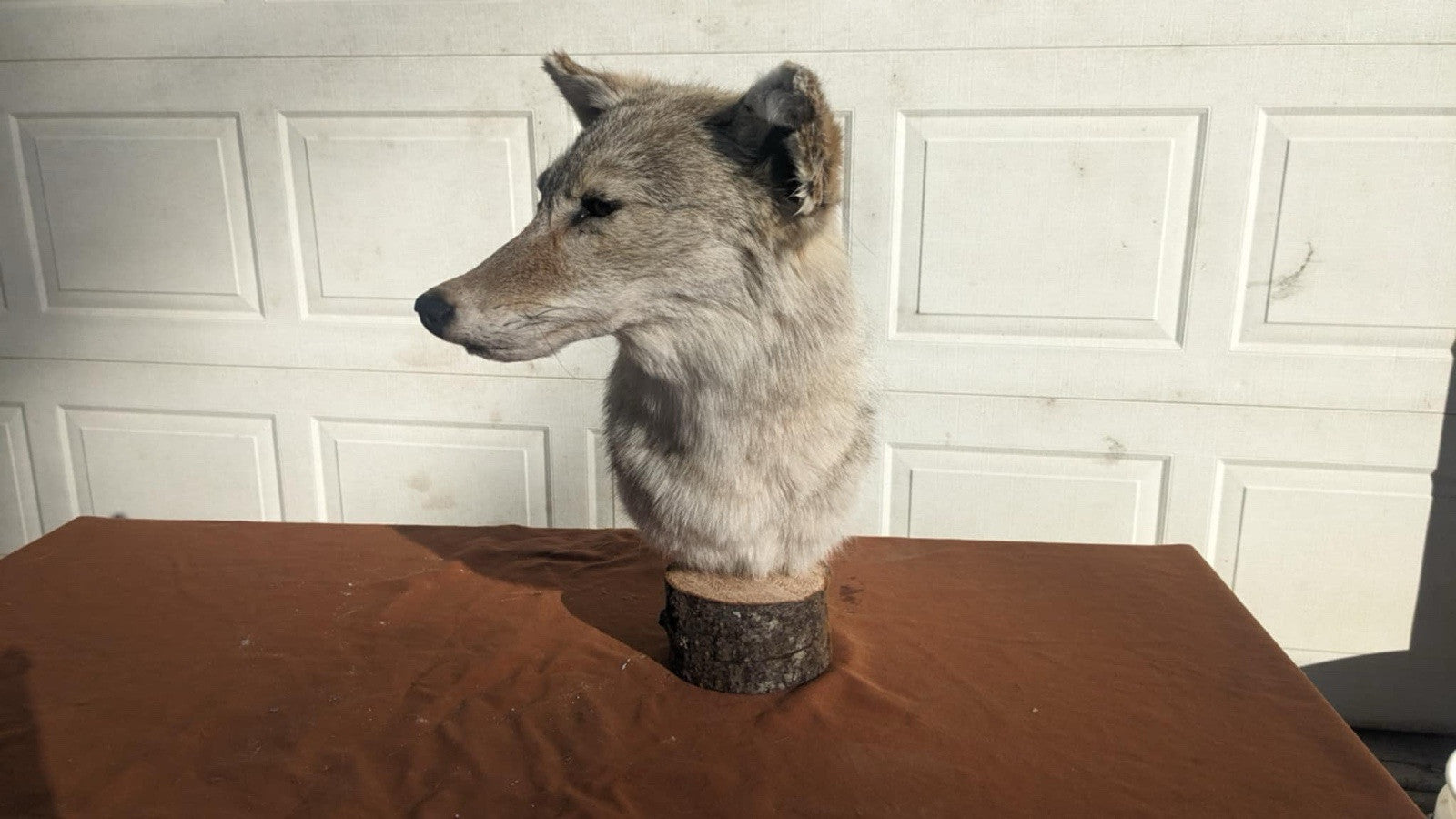 New Coyote Pedestal Taxidermy Mount