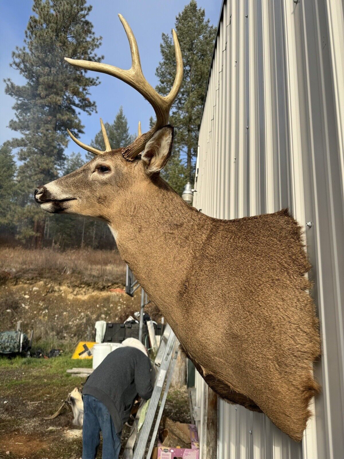 Whitetail Deer Real Antler Deer Taxidermy Mount