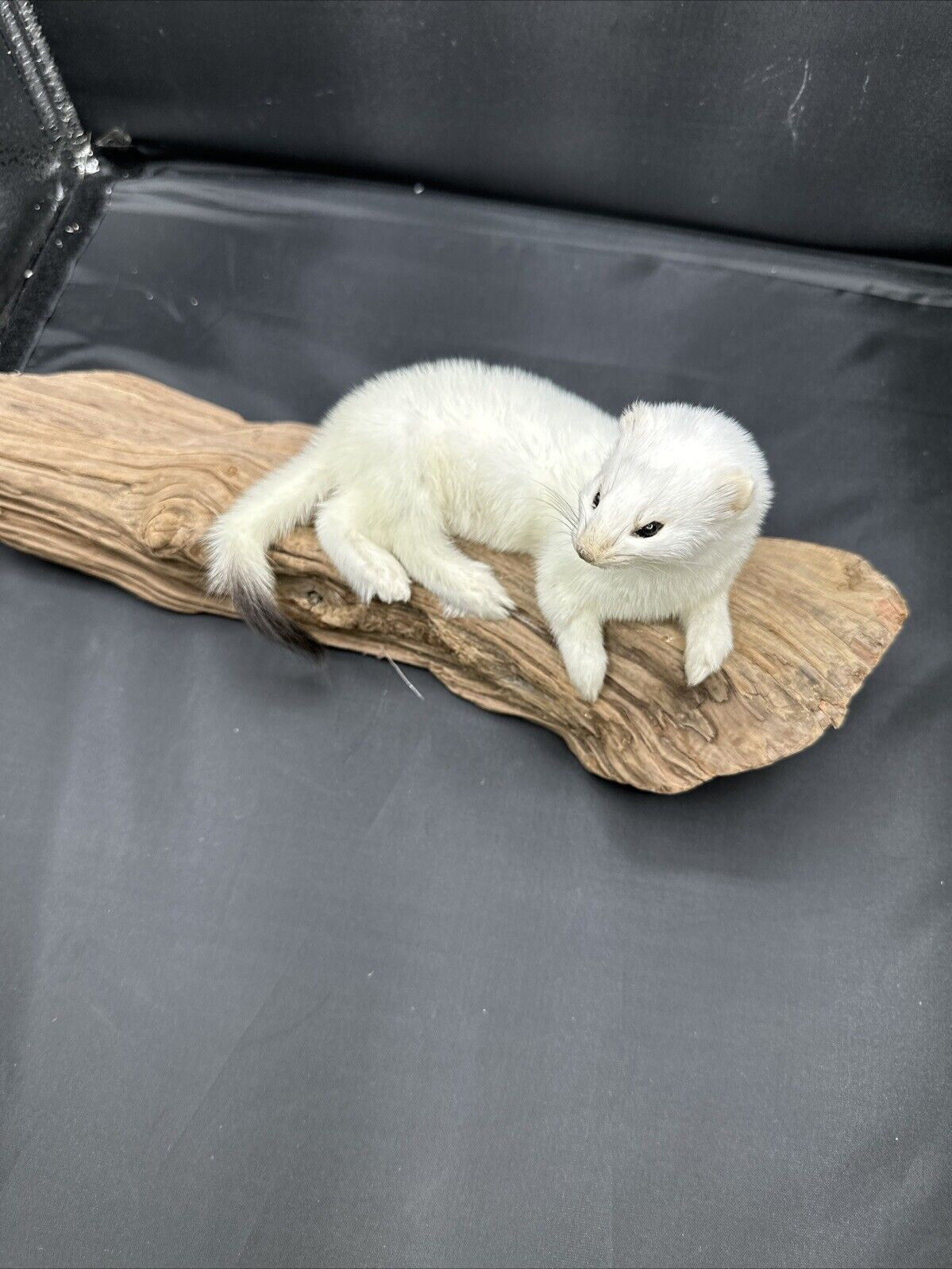 Beautiful Adorable Weasel Ermine Small Animal Taxidermy Mount Art Wildlife 51w