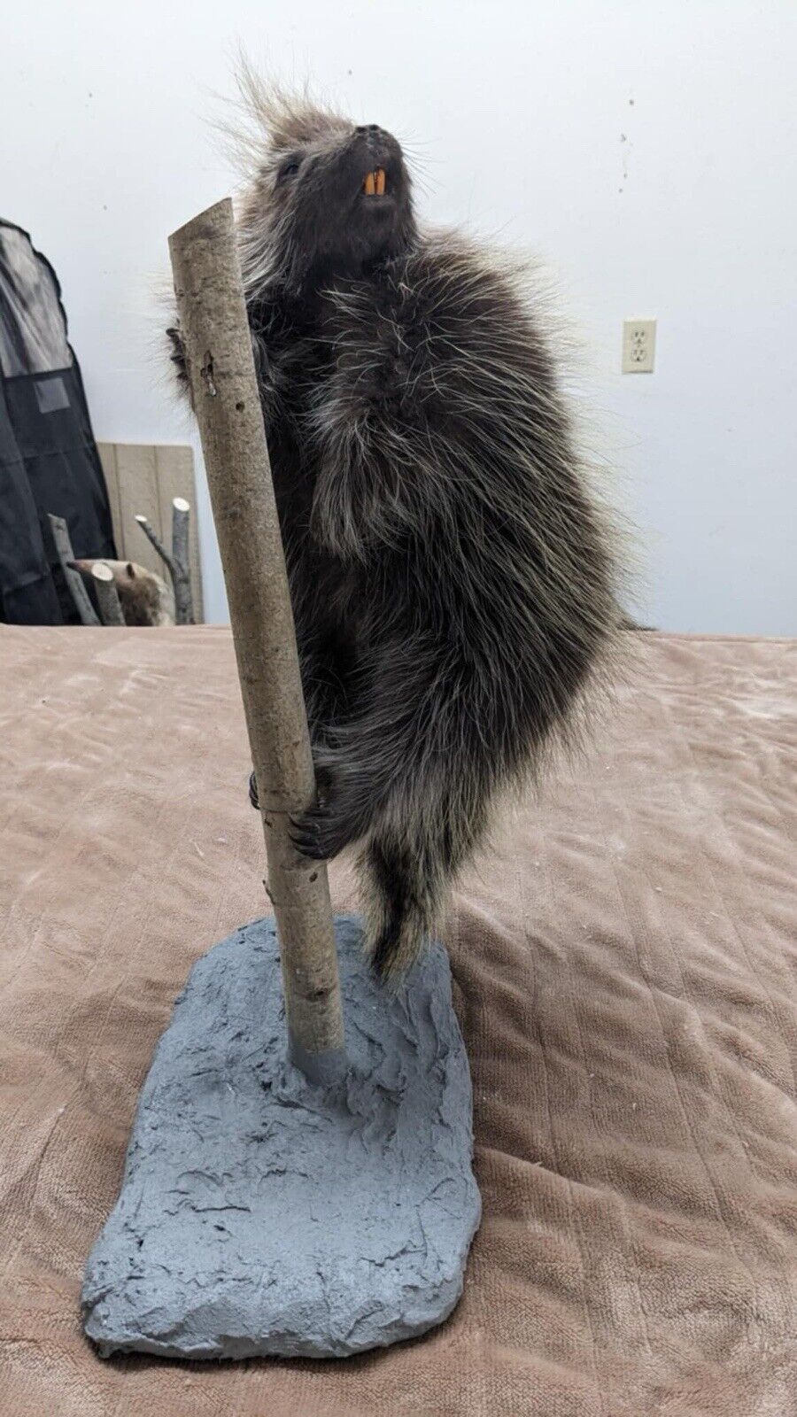 Beautiful Montana Prime Winter Baby Porcupine Taxidermy Mount - PATMONT1