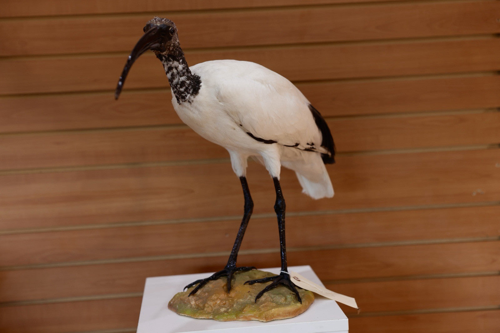 FH106-Museum Quality African Sacred Ibis Taxidermy Mount
