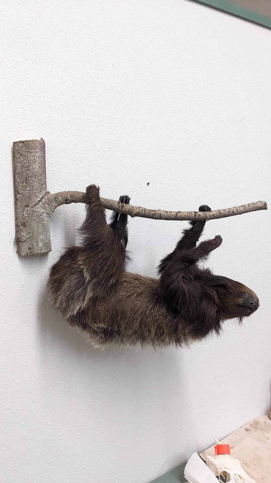 New Excellent Adult Sloth Taxidermy Wall Mount Full Body