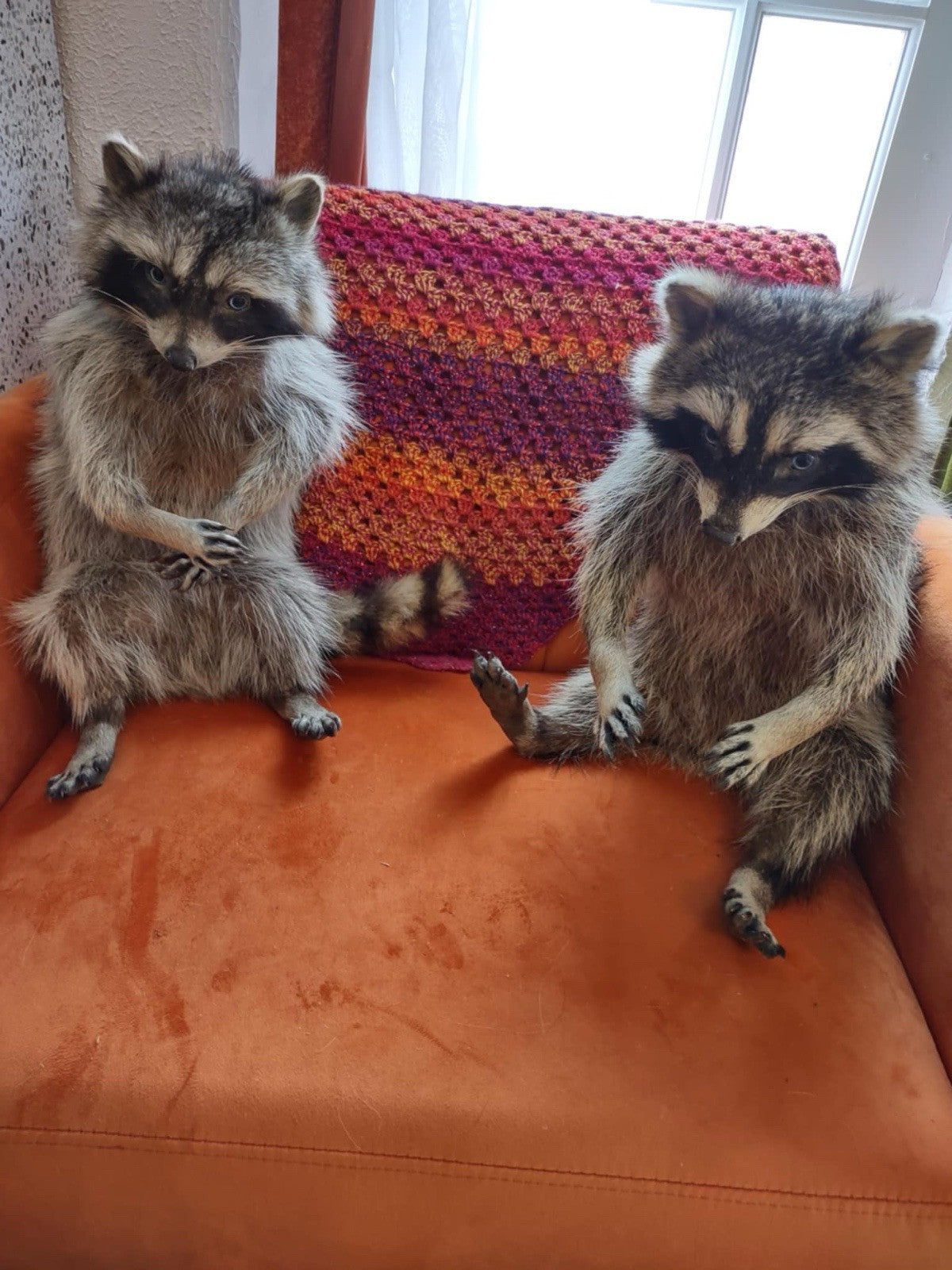 Cute Raccoon Taxidermy Mount
