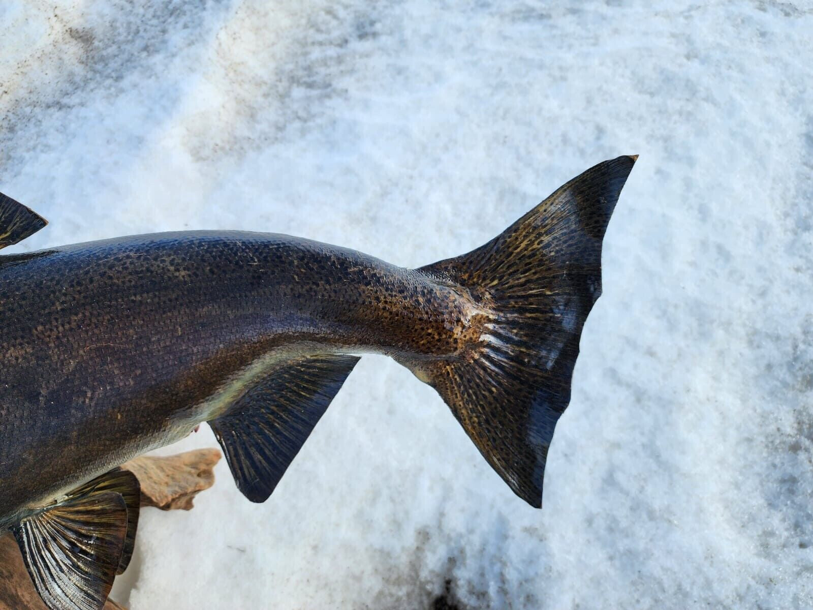 Beautiful Salmon Fish Taxidermy Wall Mount Art Wildlife