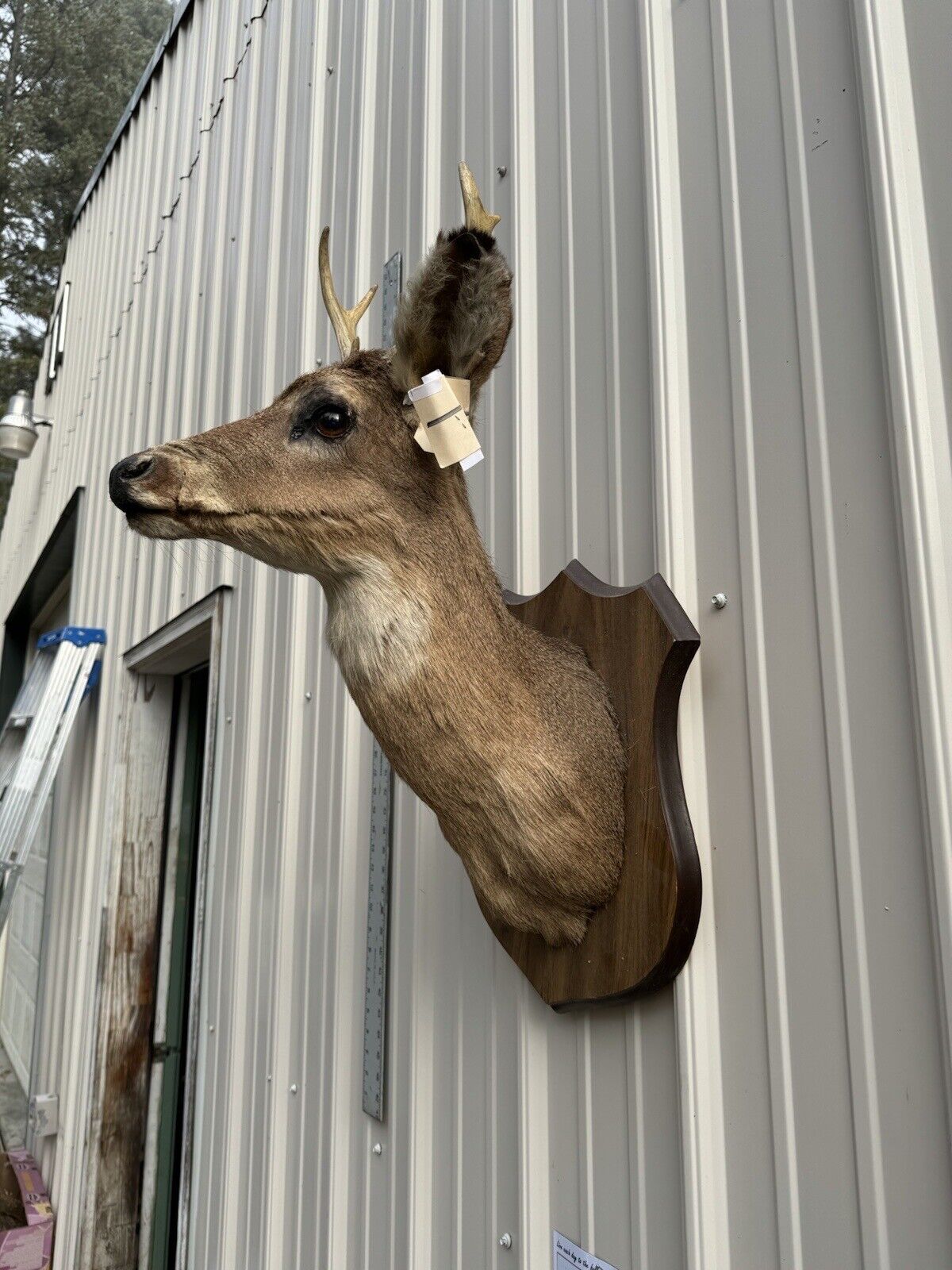 Whitetail Deer Real Antler Deer Taxidermy Mount