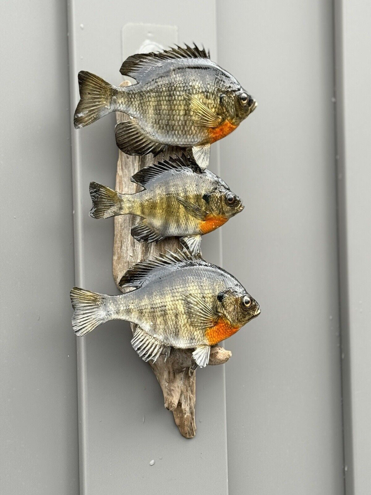 Real Skin Beautiful Sunfish Fish Taxidermy Wall Mount
