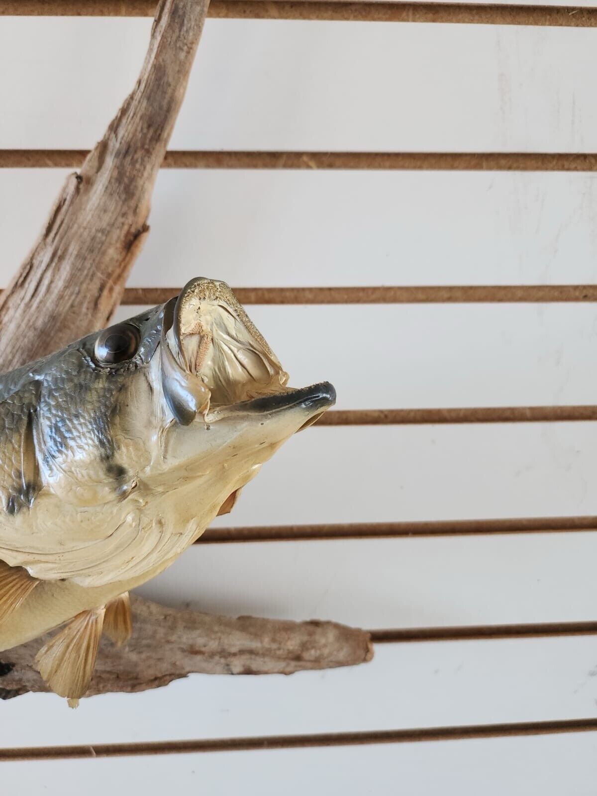 3 bass. 2 bluegill Fish Taxidermy Mount