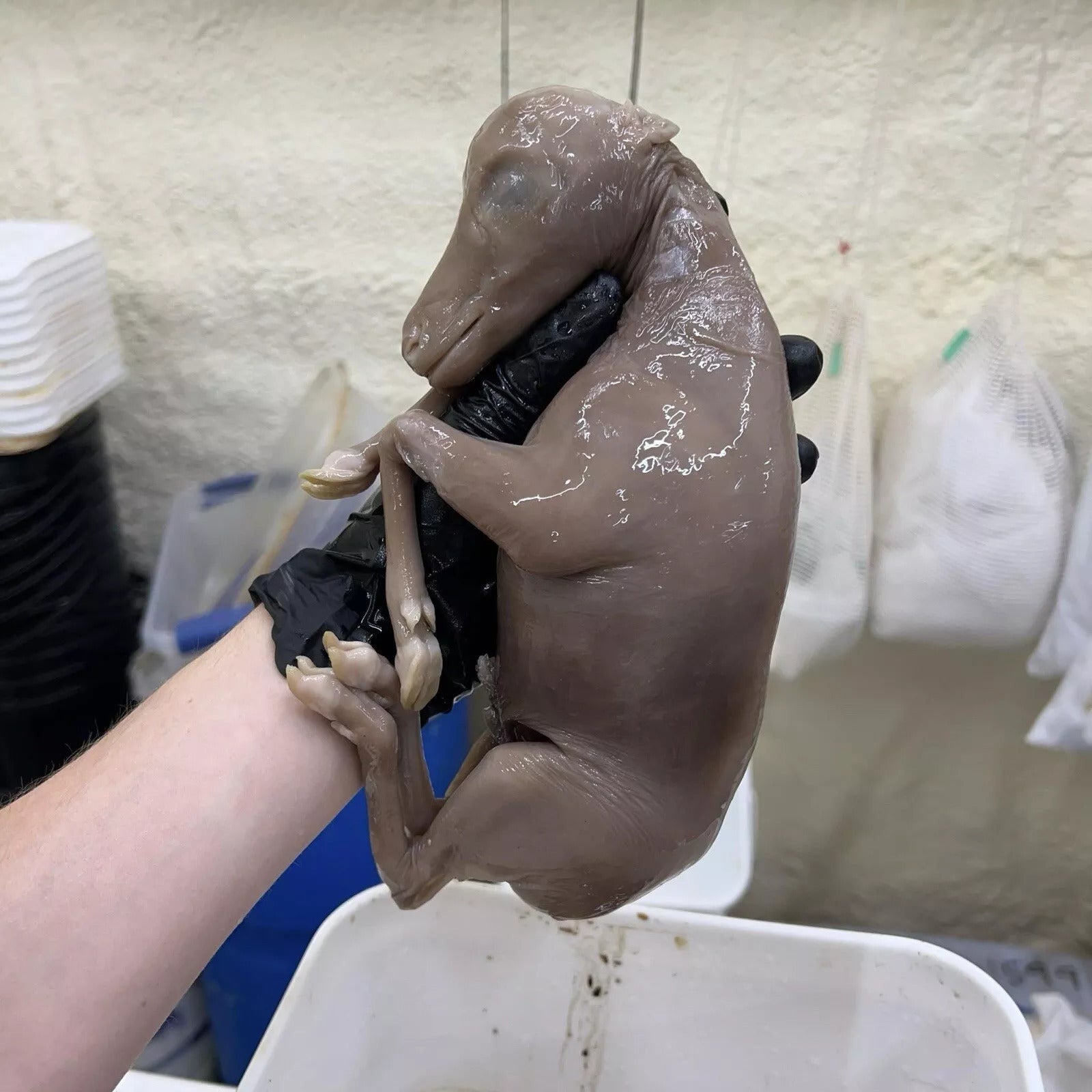 Baby Elk Wet Specimen Taxidermy Mount