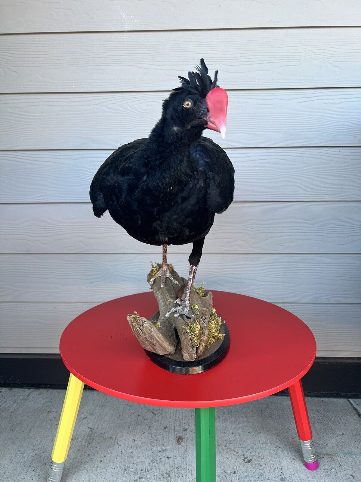 FH130-Rare razorbill curassow Taxidermy Bird Mount