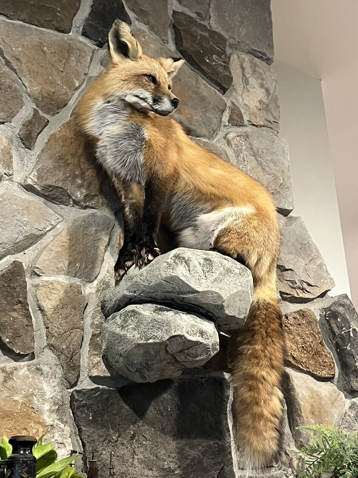 Red Fox Taxidermy Full Body Mount Cabin Camp Man Cave Home Office Den Decor NEW!