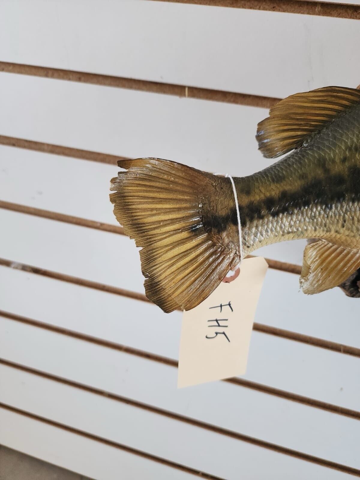 3 bass. 2 bluegill Fish Taxidermy Mount