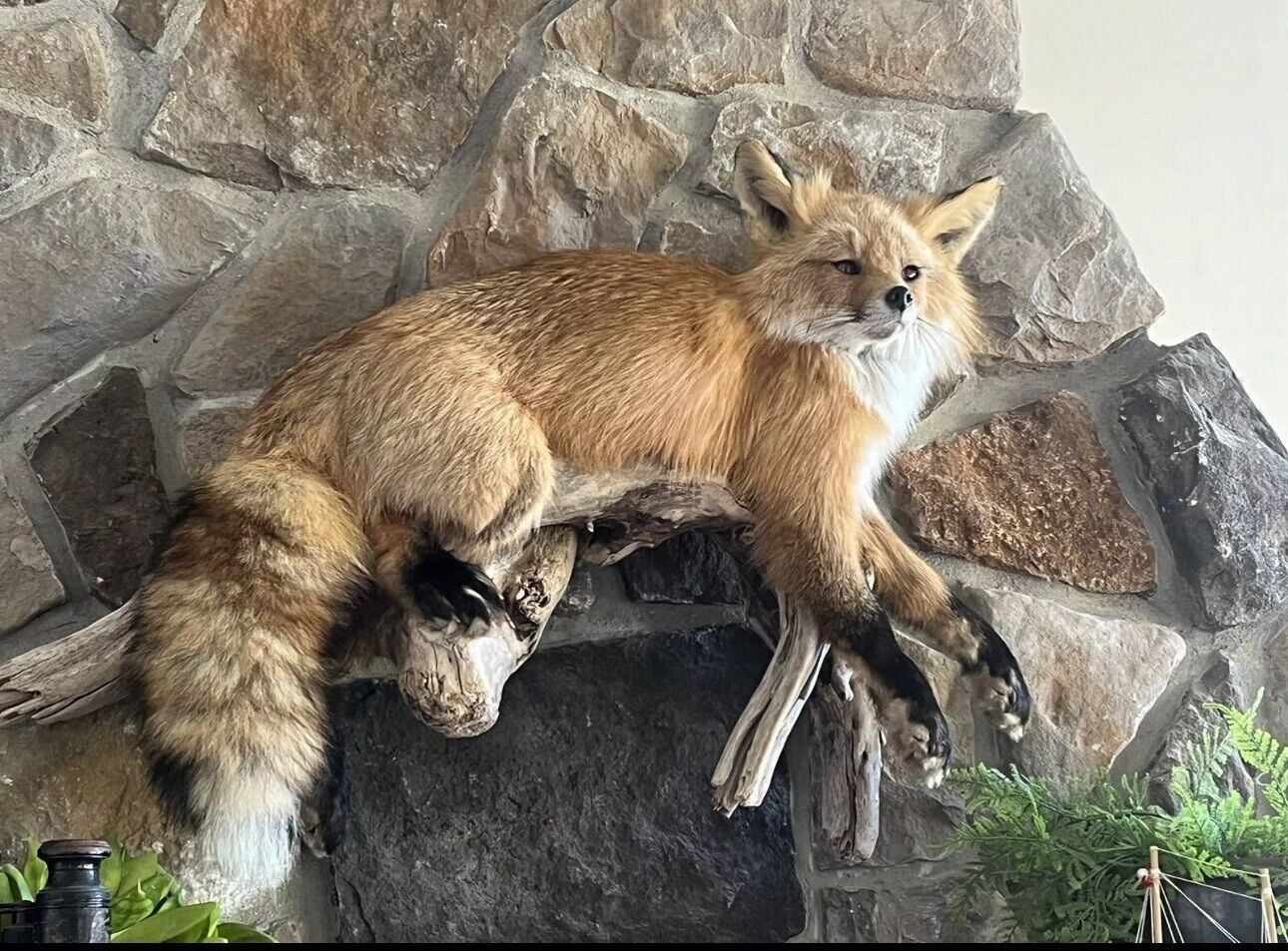 Red Fox Taxidermy Full Body Mount Cabin Camp Man Cave Home Office Den Decor NEW!