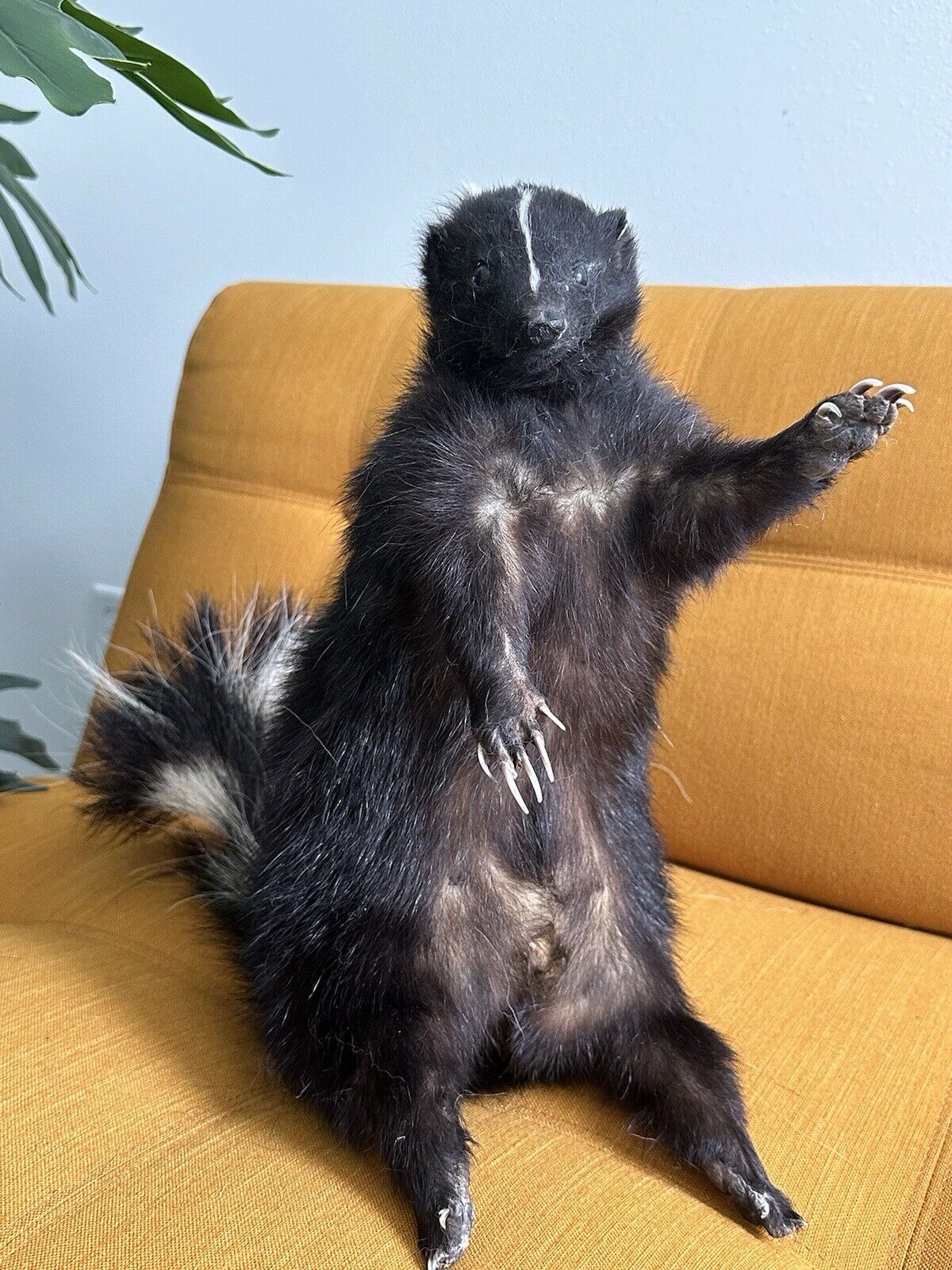 Large Prime Skunk Taxidermy Mount