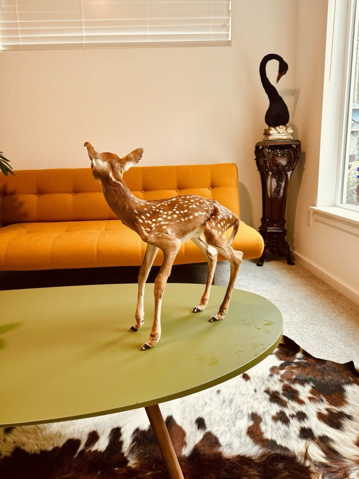 Museum Quality Real Deer Fawn Taxidermy Mount (Odocoileus virginianus)