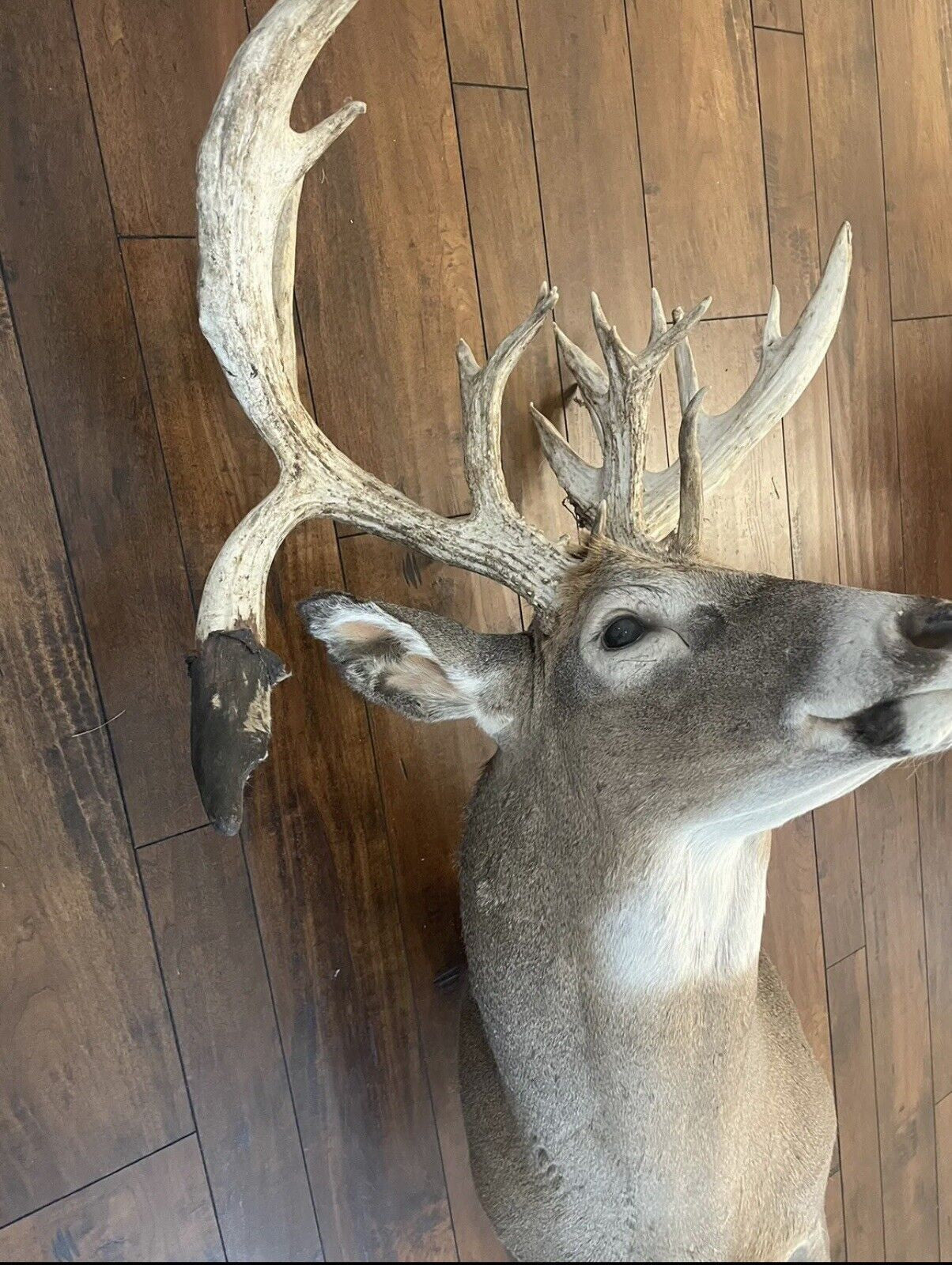 Monster Whitetail Deer Head Mount Taxidermy Antler Log Cabin Decor Hunt Horn