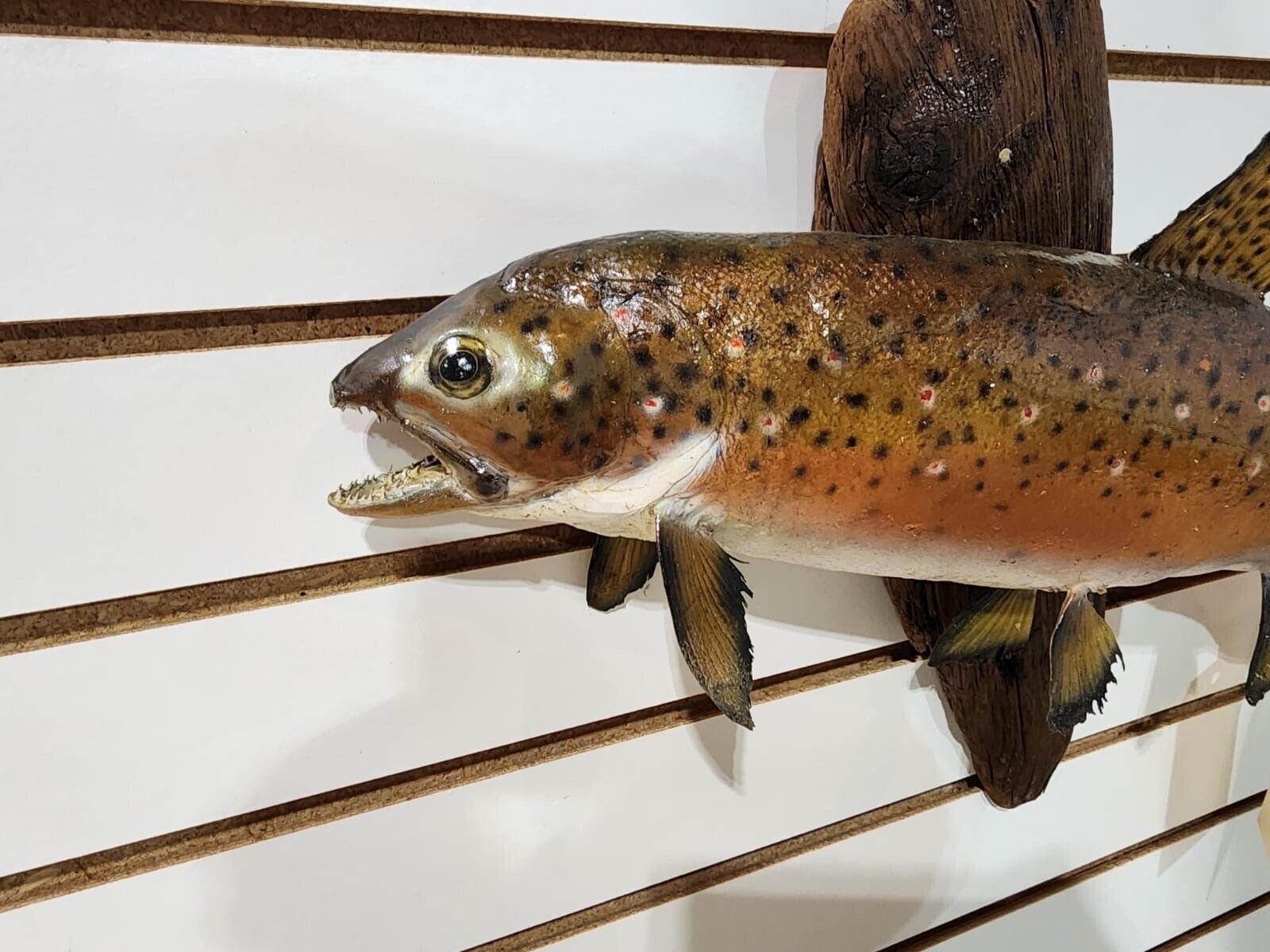 Beautiful Real Skin 20” Trout Taxidermy Wall Mount Art Wildlife