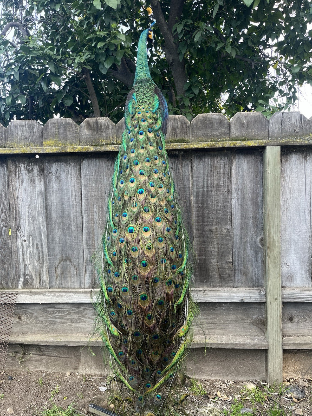 Real Java PEACOCK Taxidermy Mount museum quality Facing Right